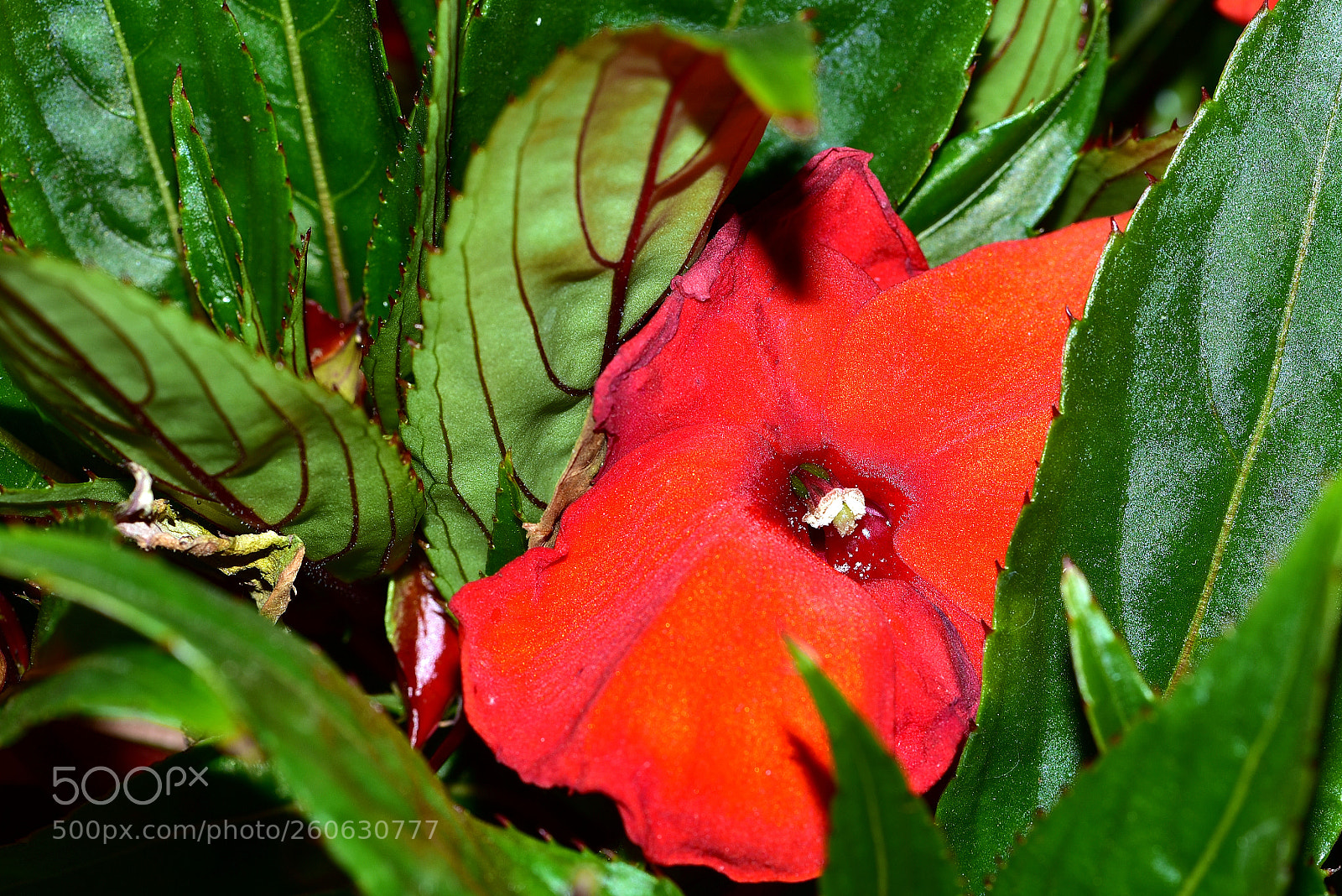 Nikon D750 sample photo. Hidden treasure photography