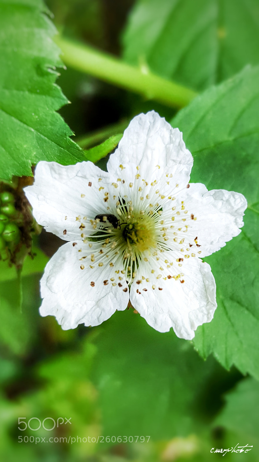 Samsung Galaxy S6 sample photo. White and green photography