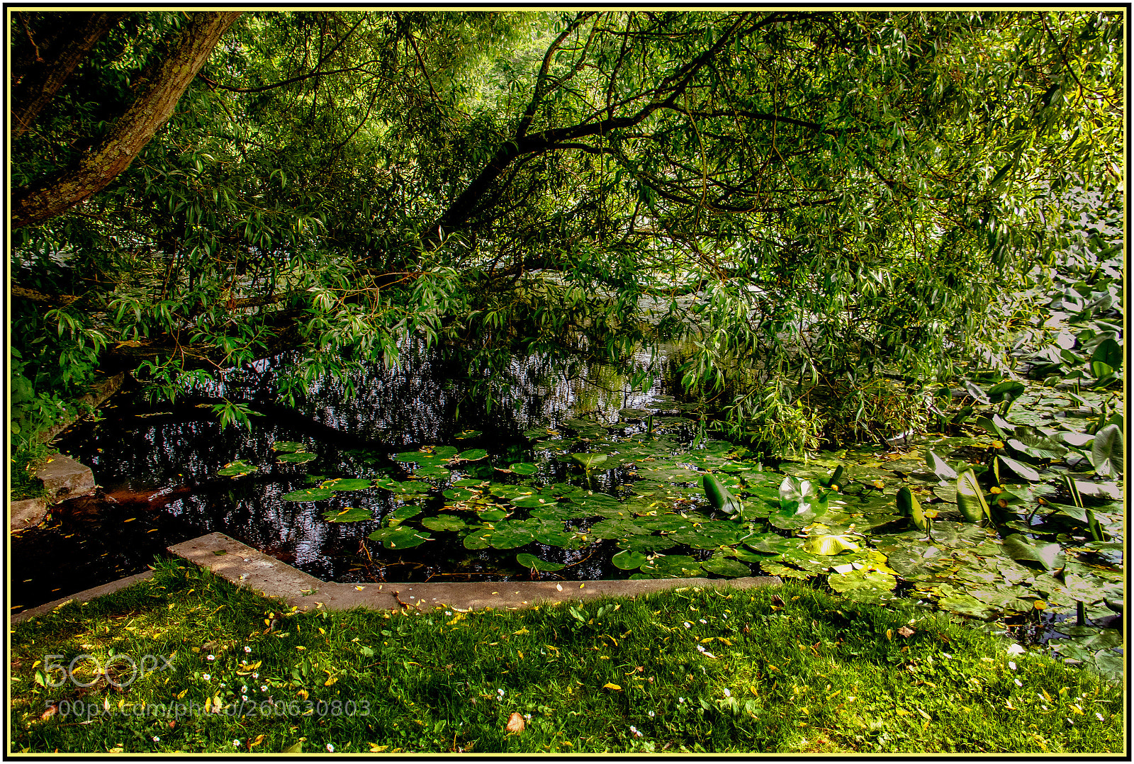 Canon EOS 7D Mark II sample photo. Symphonie en vert photography