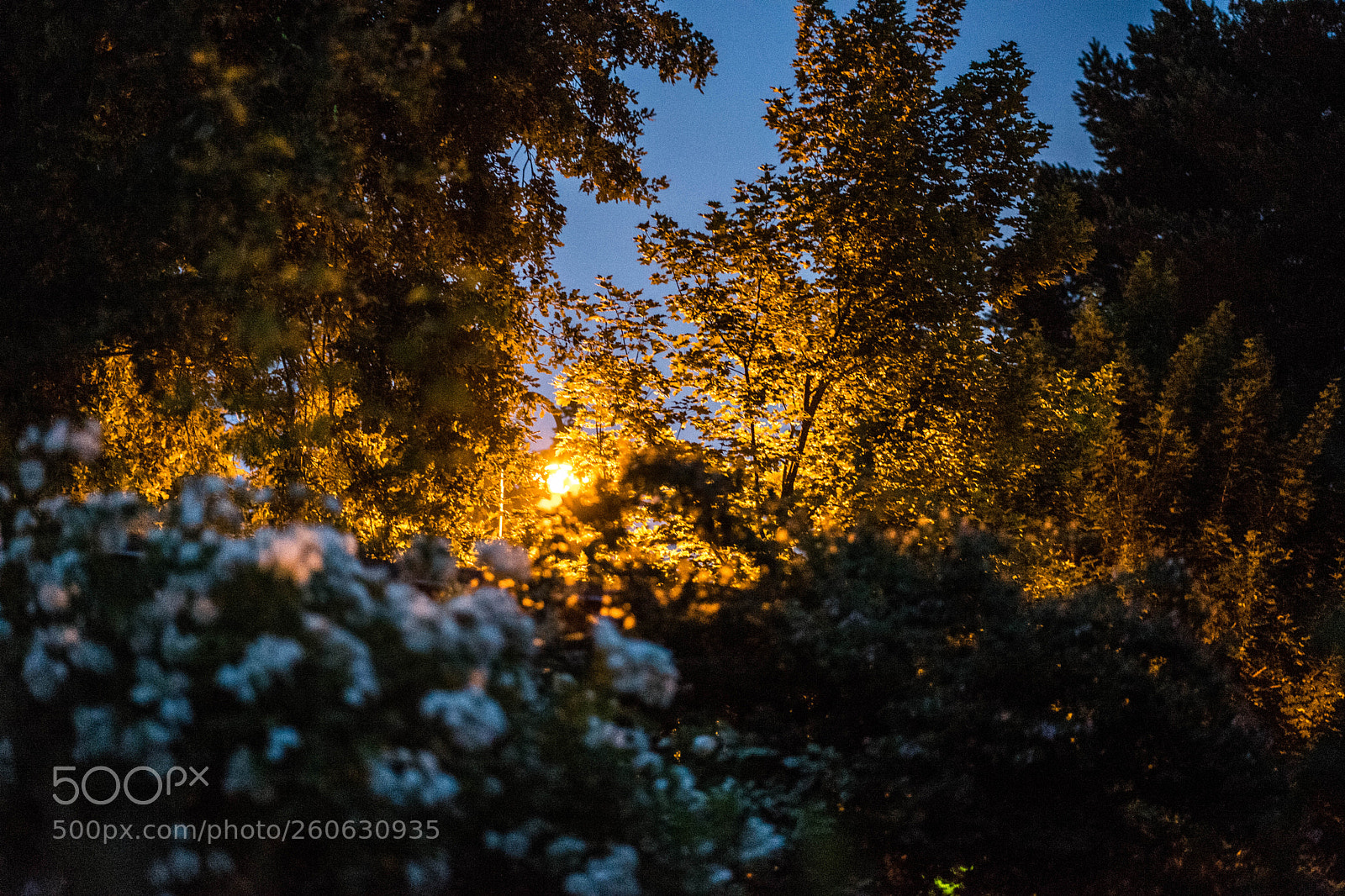 Sony a7 II sample photo. Dsc photography