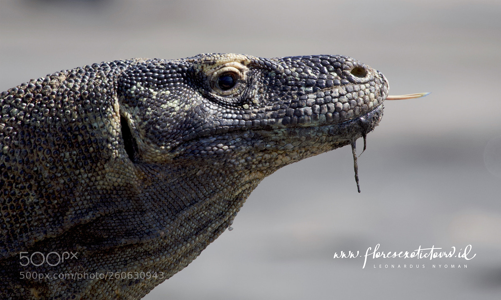 Canon EOS 6D sample photo. Komodo dragon at loh photography