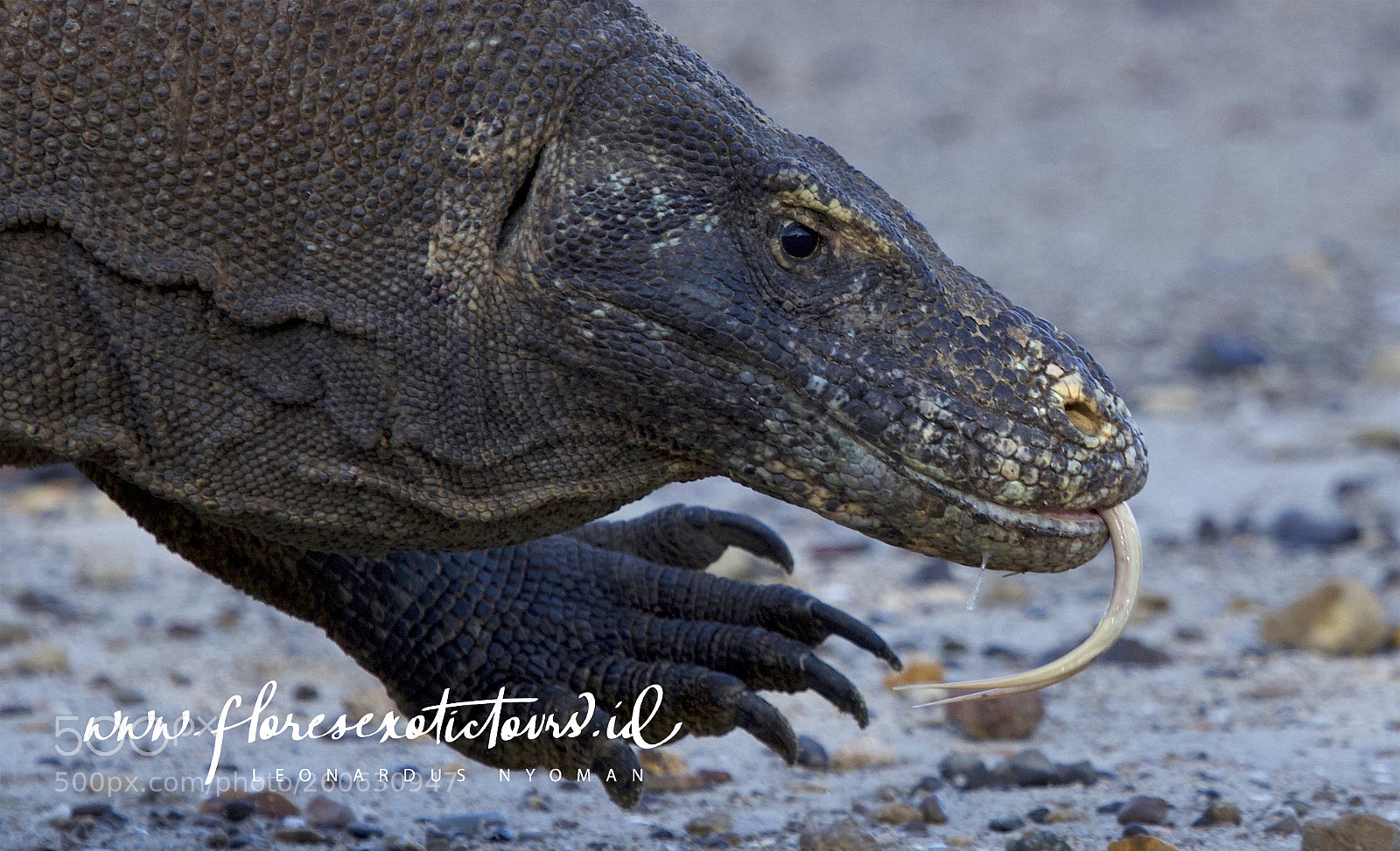 Canon EOS 6D sample photo. Komodo dragon - komodo photography