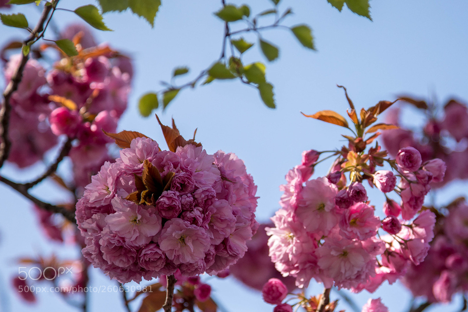 Canon EOS 5D Mark IV sample photo. Pink photography