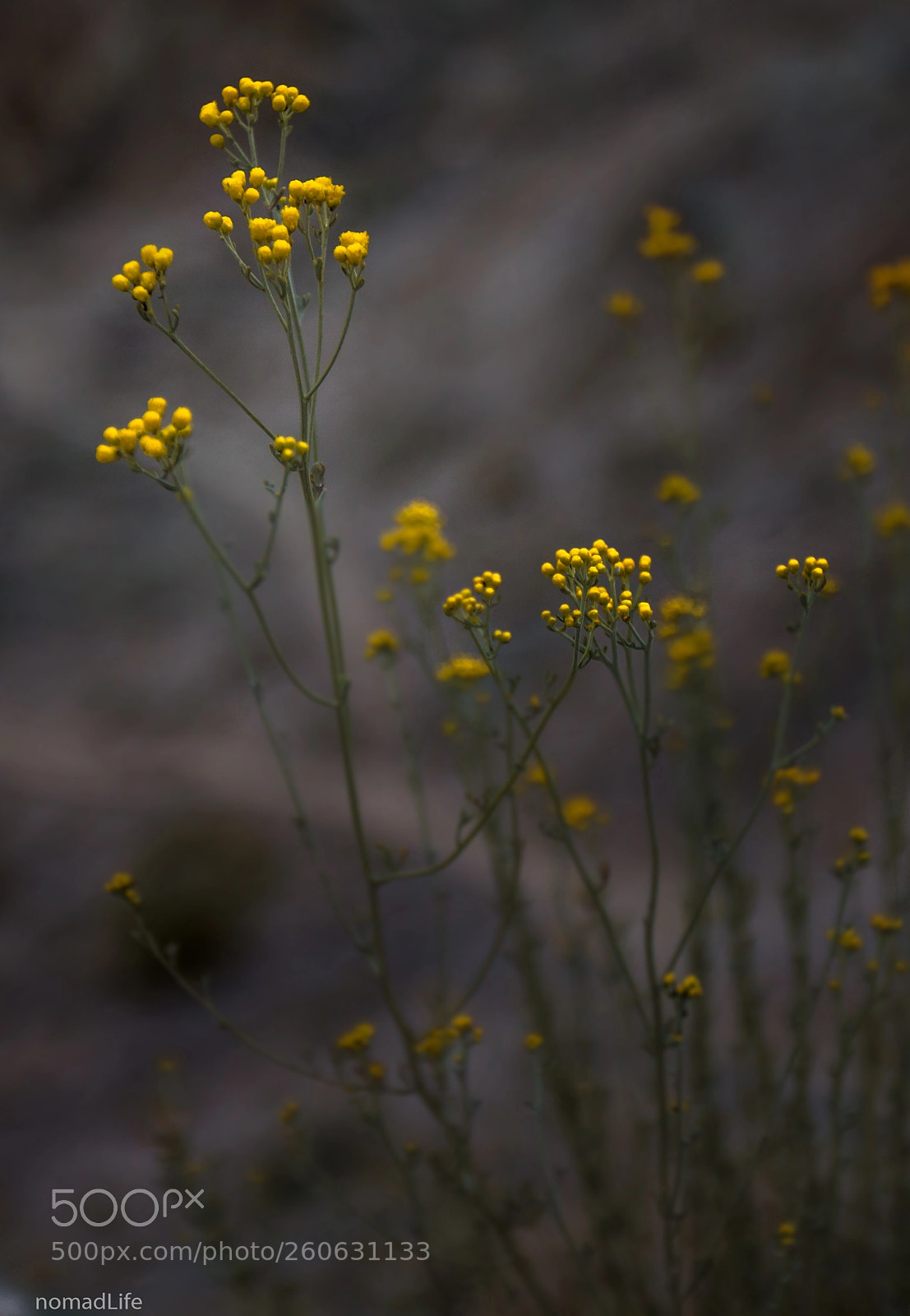 Canon EOS 700D (EOS Rebel T5i / EOS Kiss X7i) sample photo. Glow photography