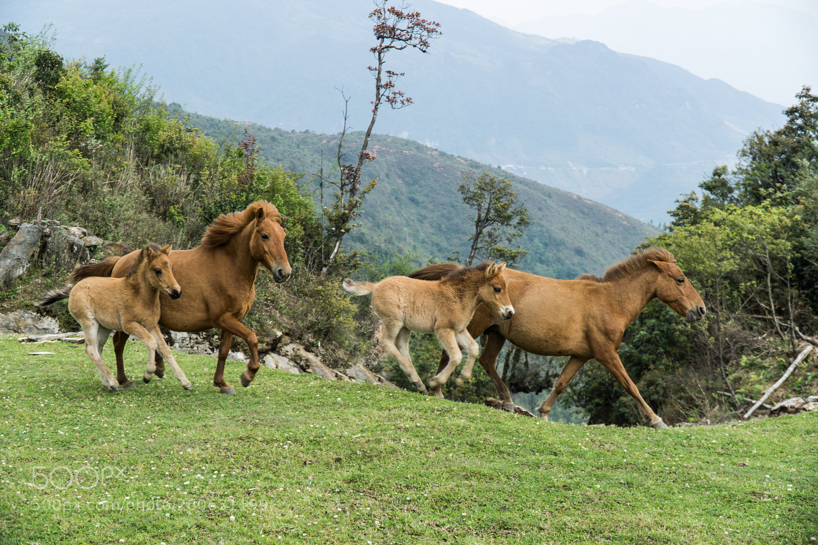 Sony a6000 sample photo. Wild and free photography