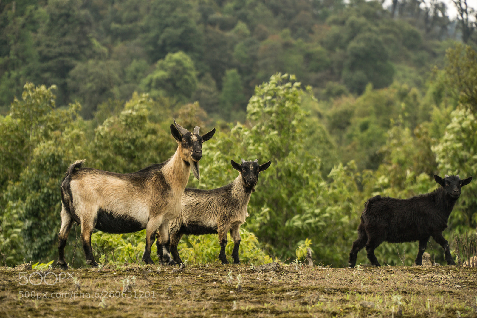 Sony a6000 sample photo. About goats photography