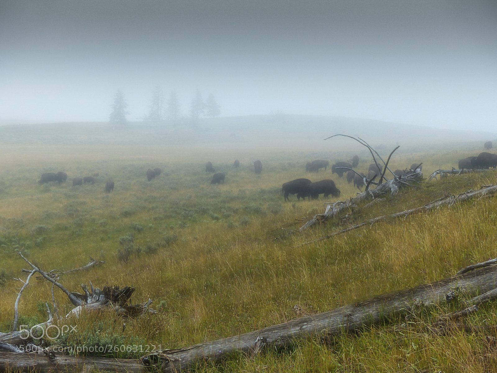 Panasonic Lumix DMC-FZ200 sample photo. Bisons of yellowstone photography
