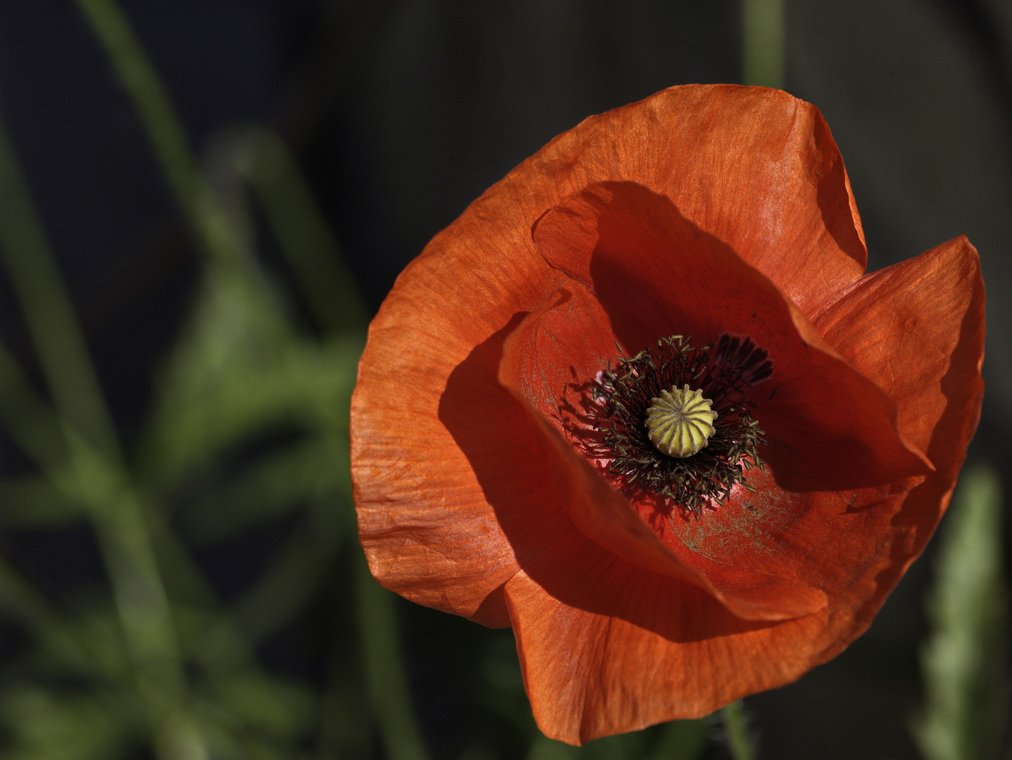 Panasonic Lumix DMC-GX8 sample photo. Poppy flower photography