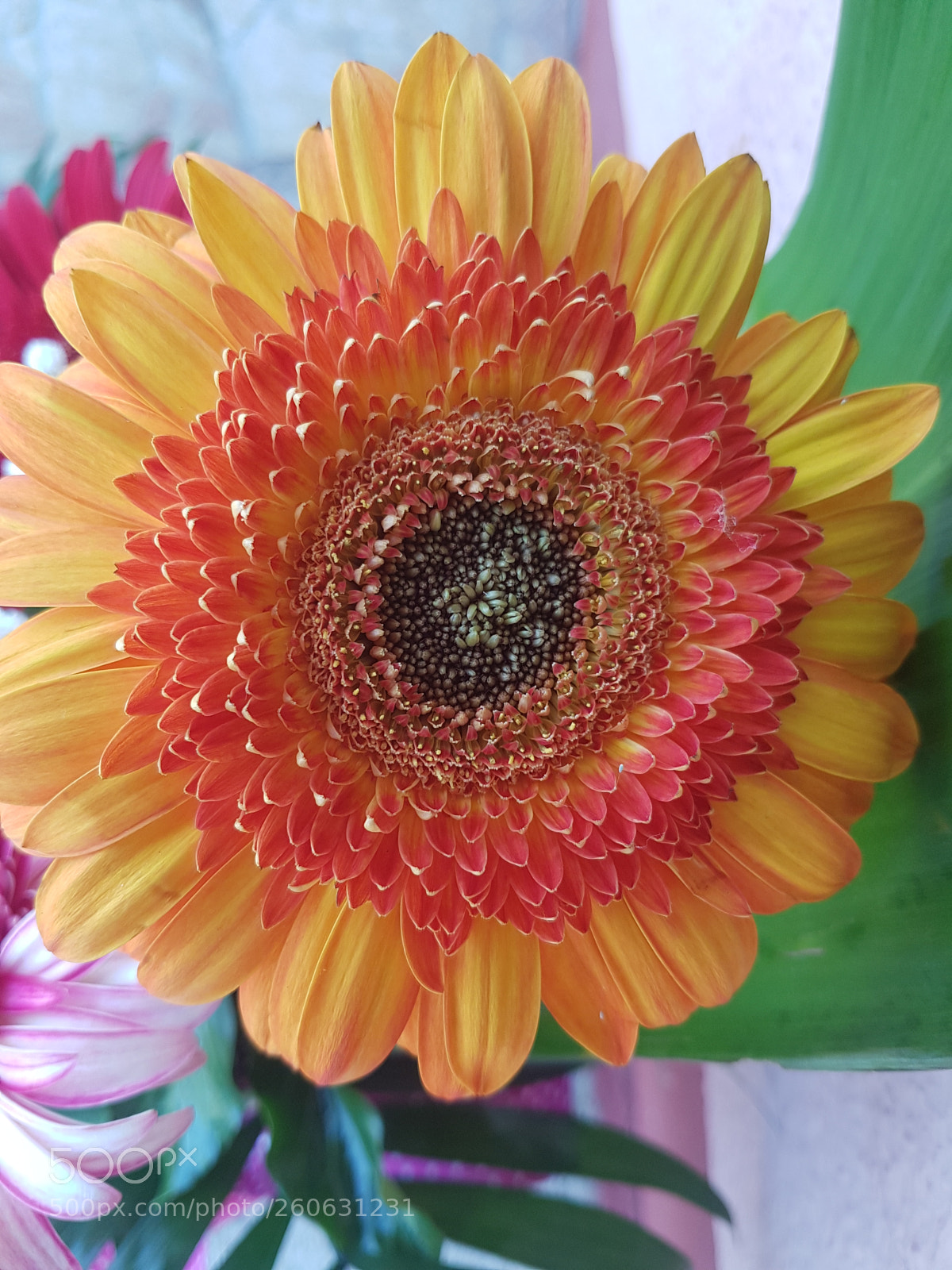 Samsung Galaxy S7 Edge sample photo. Colorful flower photography