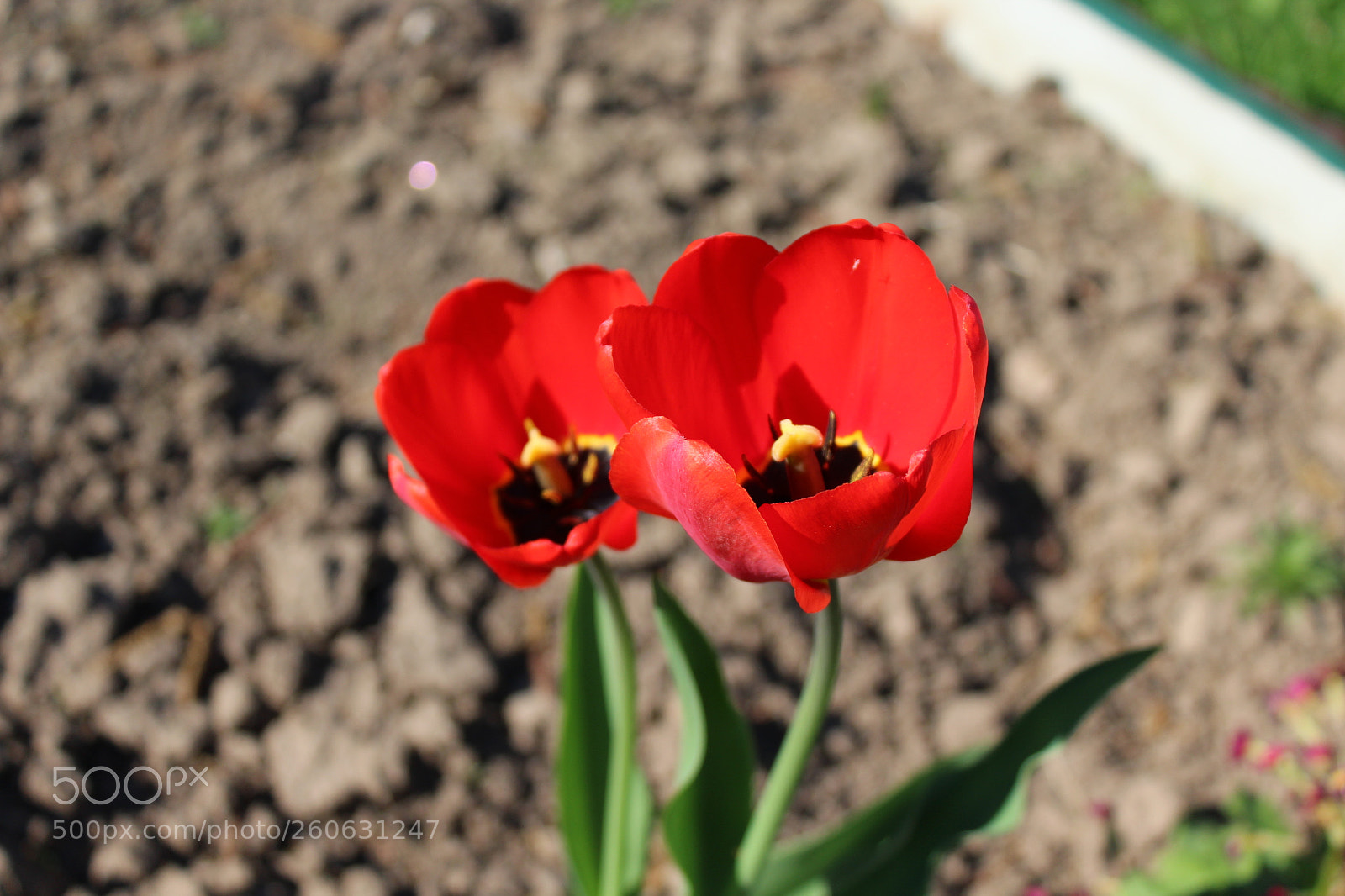 Canon EOS 1200D (EOS Rebel T5 / EOS Kiss X70 / EOS Hi) sample photo. Весна photography