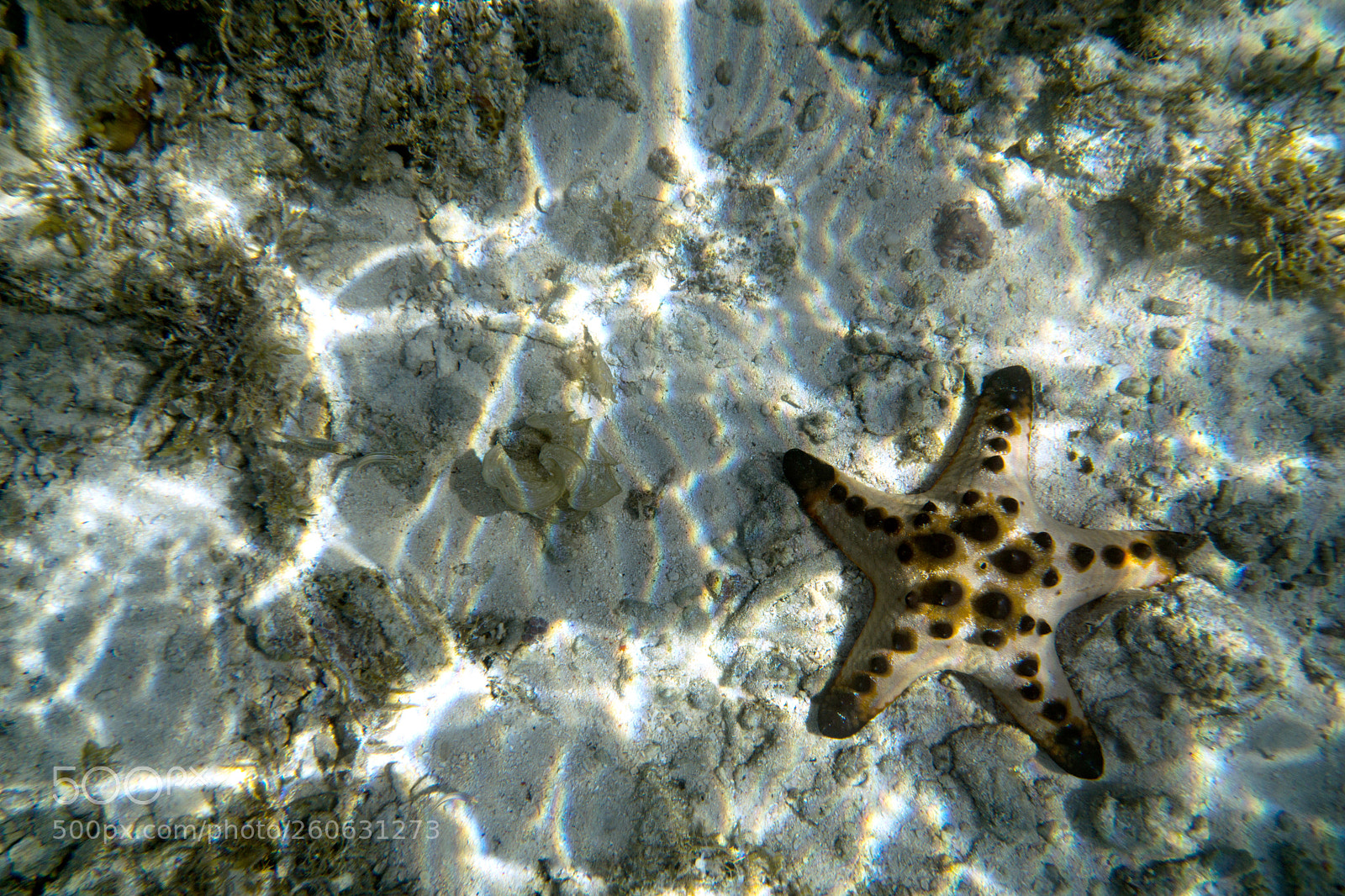 Sony a6000 sample photo. Starfish photography