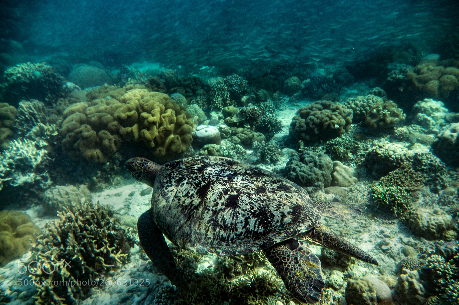 Sony a6000 sample photo. Turtle photography
