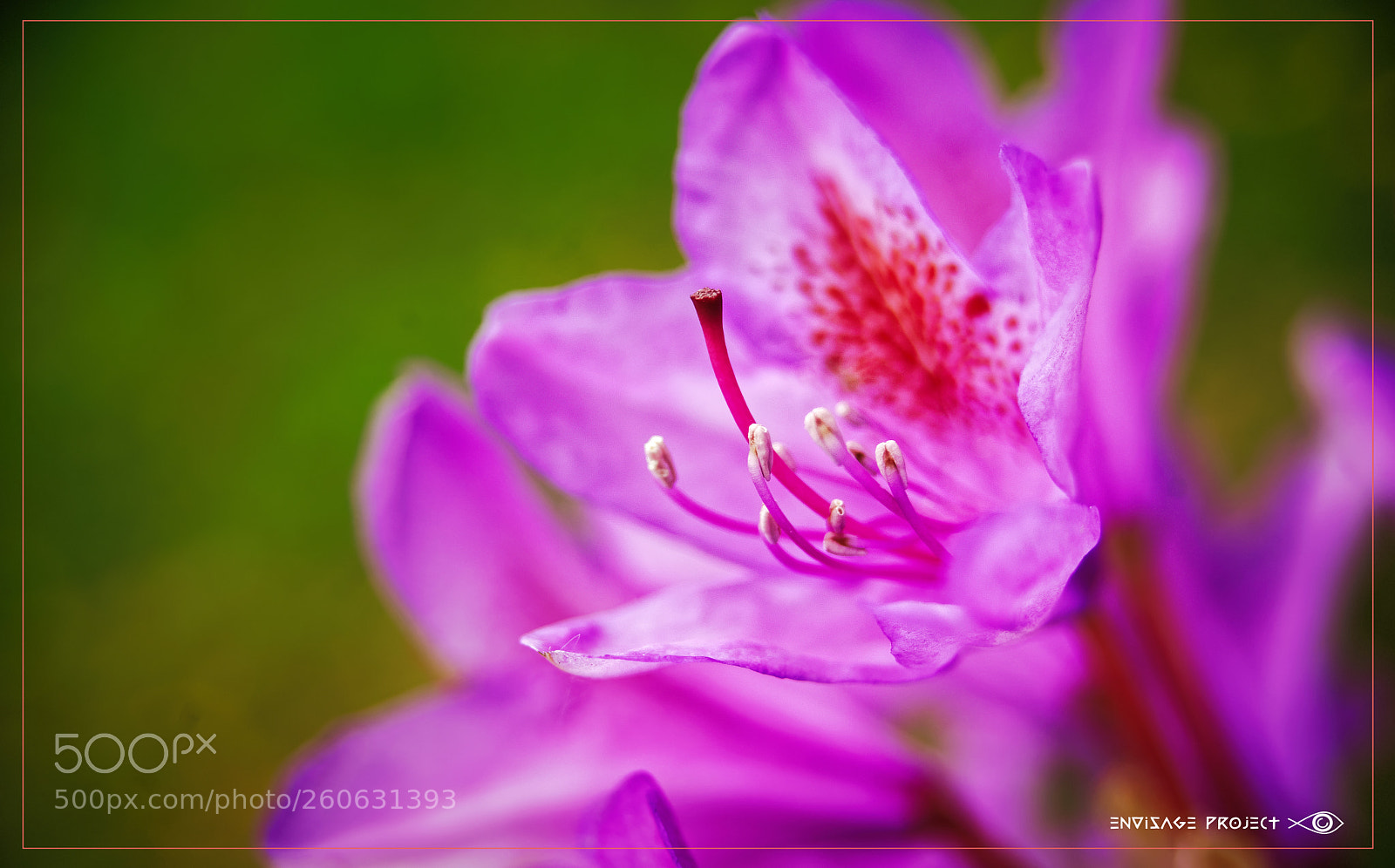 Sony a7R sample photo. Azalia photography