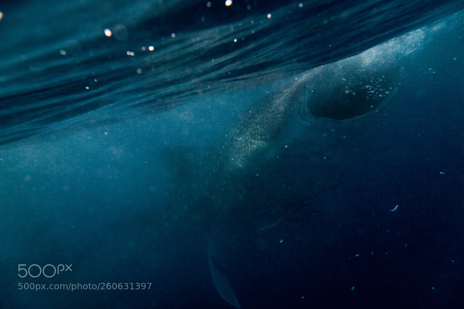 Sony a6000 sample photo. Whaleshark photography