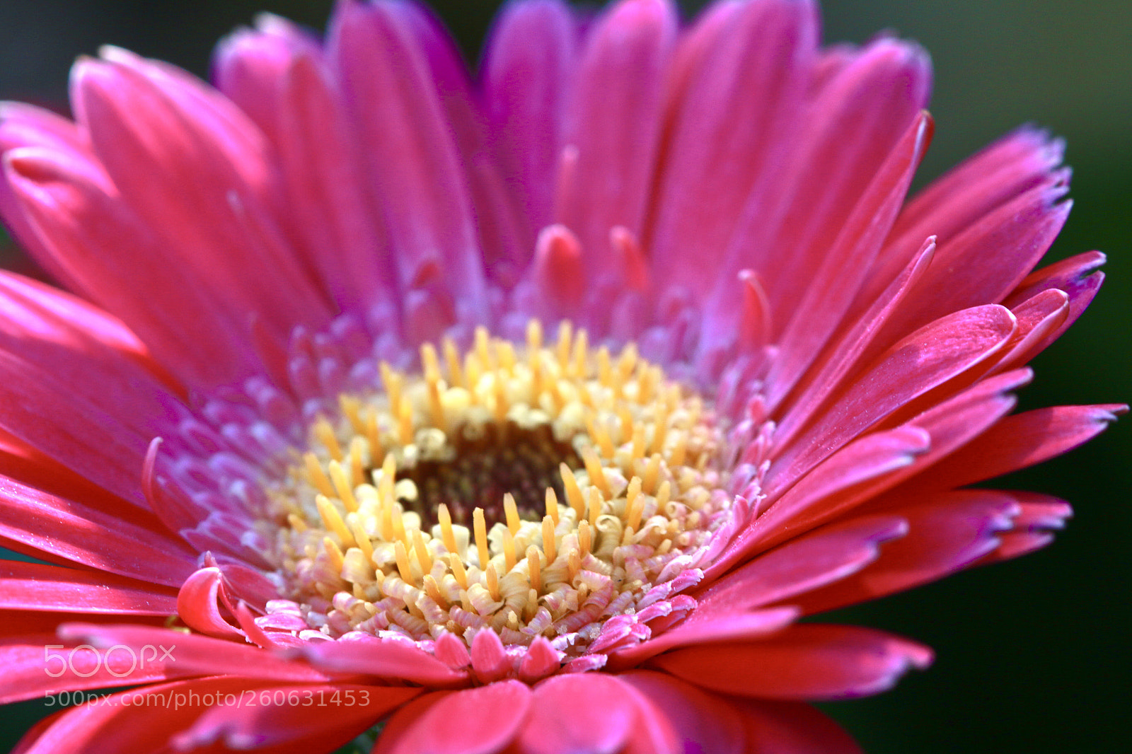Canon EOS 70D sample photo. Summer vibes photography