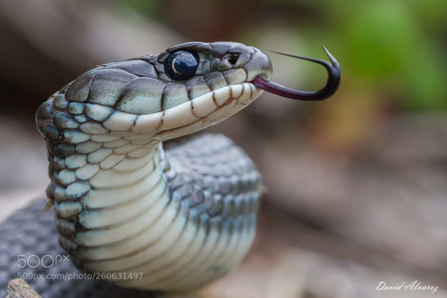 Canon EOS 7D sample photo. Snake portrait photography