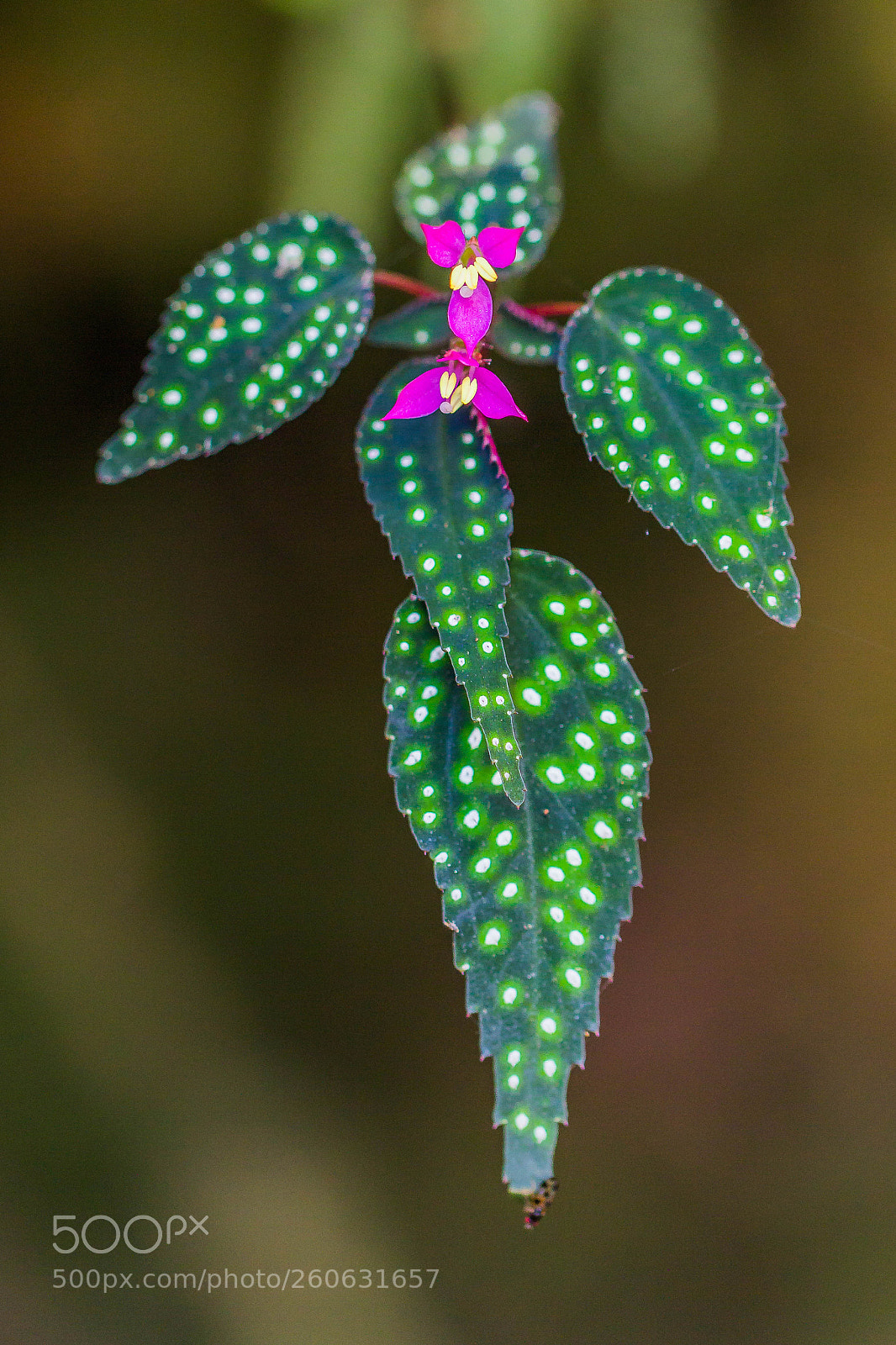 Canon EOS 60D sample photo. "bright leaf" photography