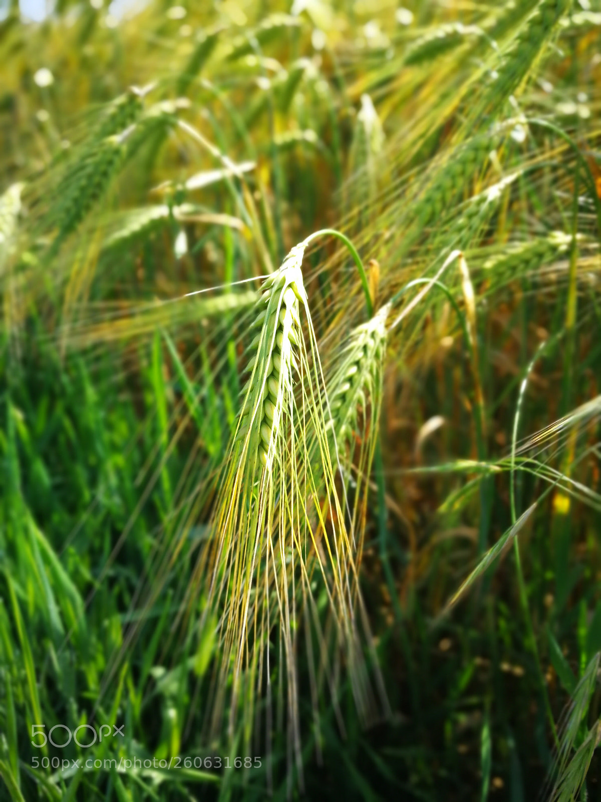 HUAWEI P10 sample photo. Barley photography