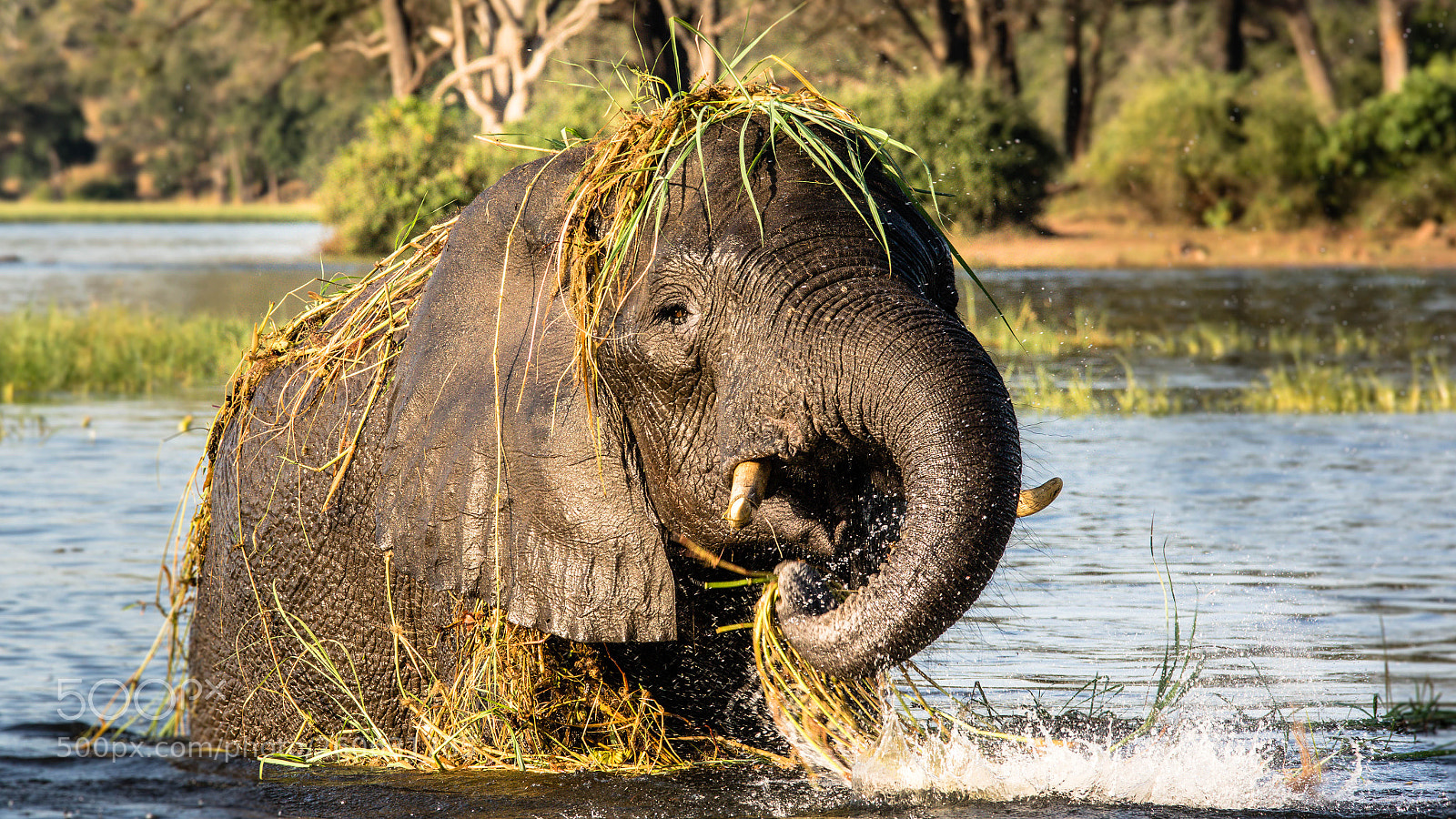 Pentax K-3 sample photo. Elephant, chobe river photography