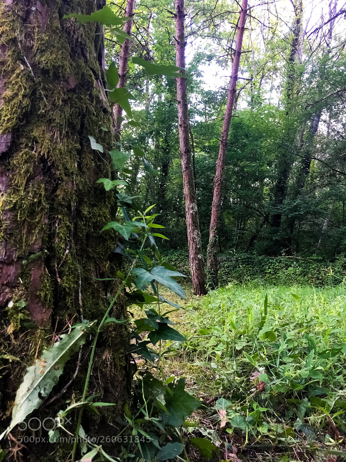 Apple iPhone 6s sample photo. Forest photography