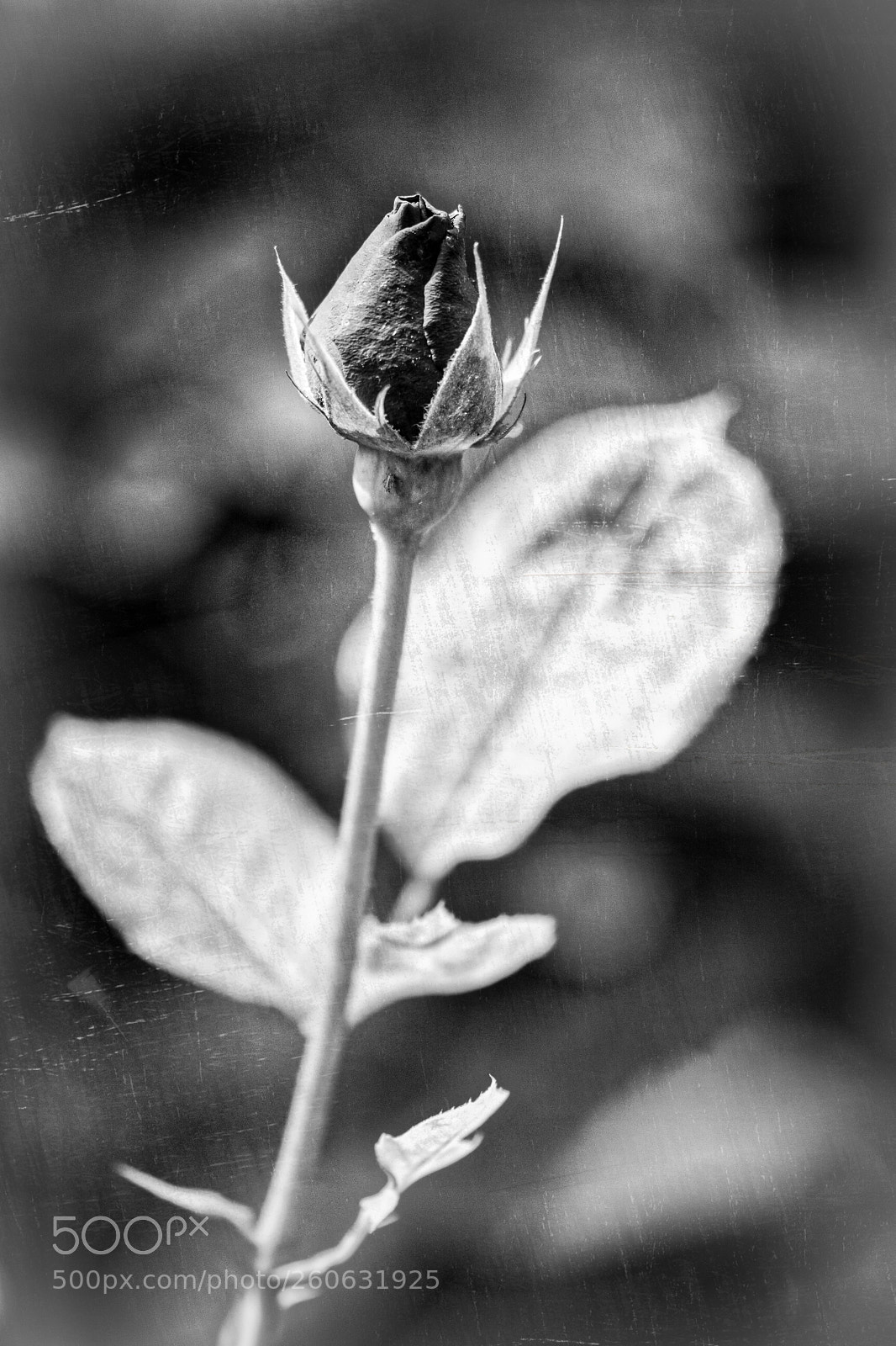 Sony ILCA-77M2 sample photo. Button photography