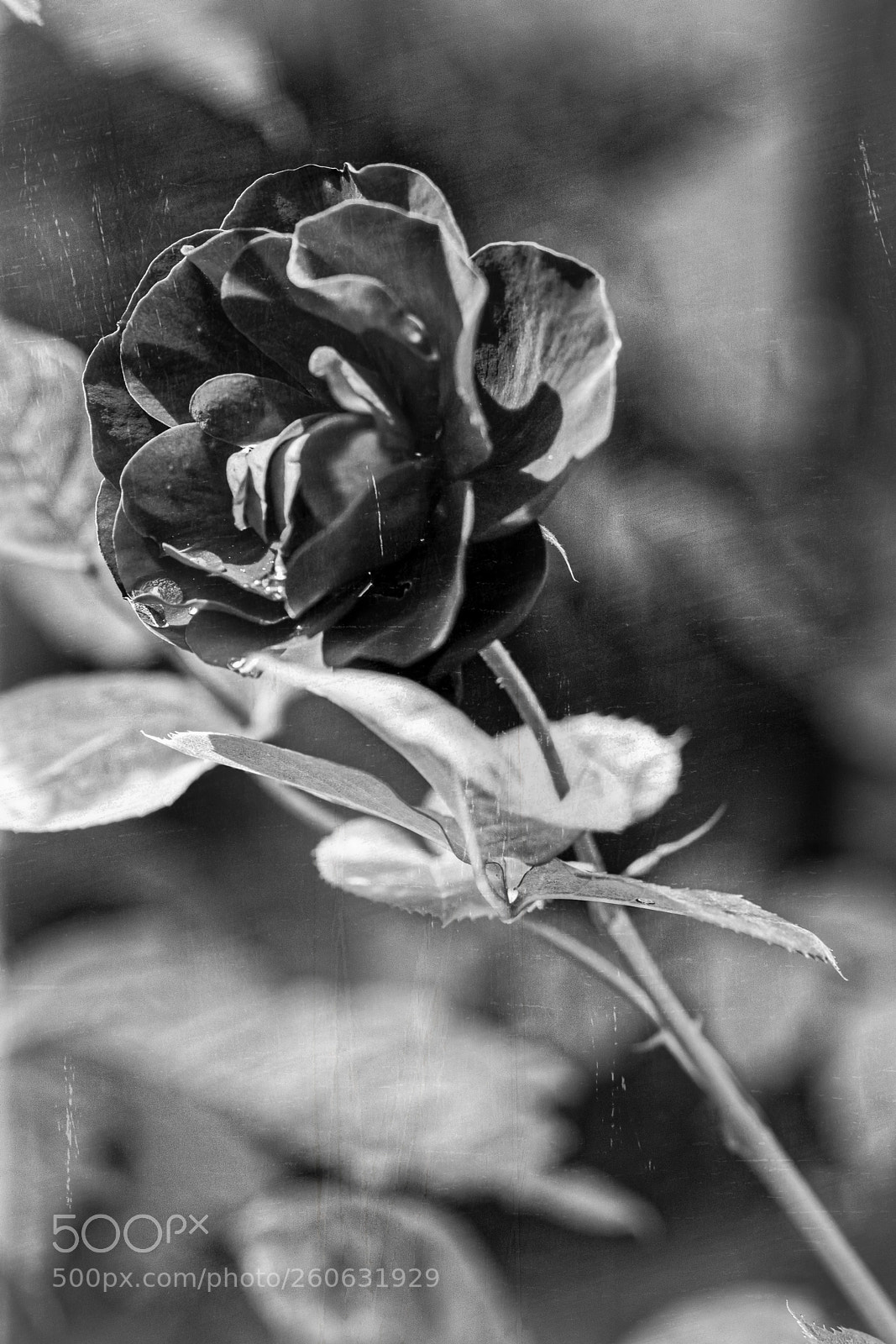 Sony ILCA-77M2 sample photo. Rosa photography
