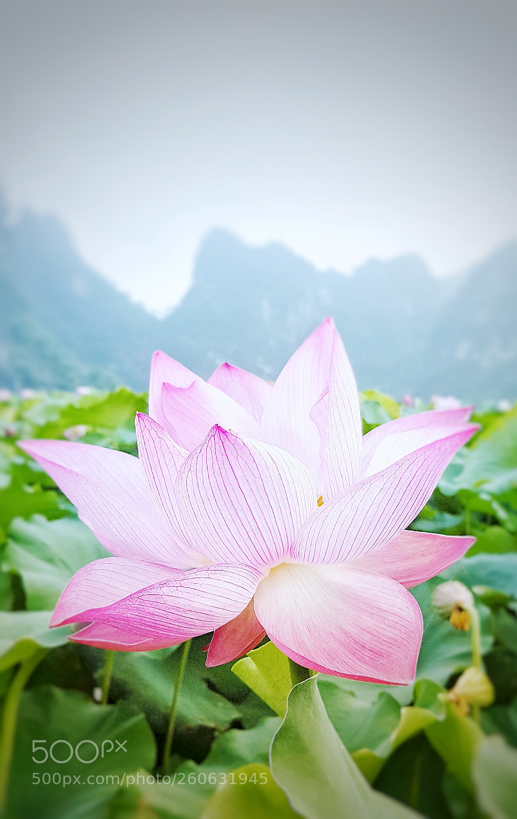 Samsung Galaxy S9 sample photo. Untitled photography