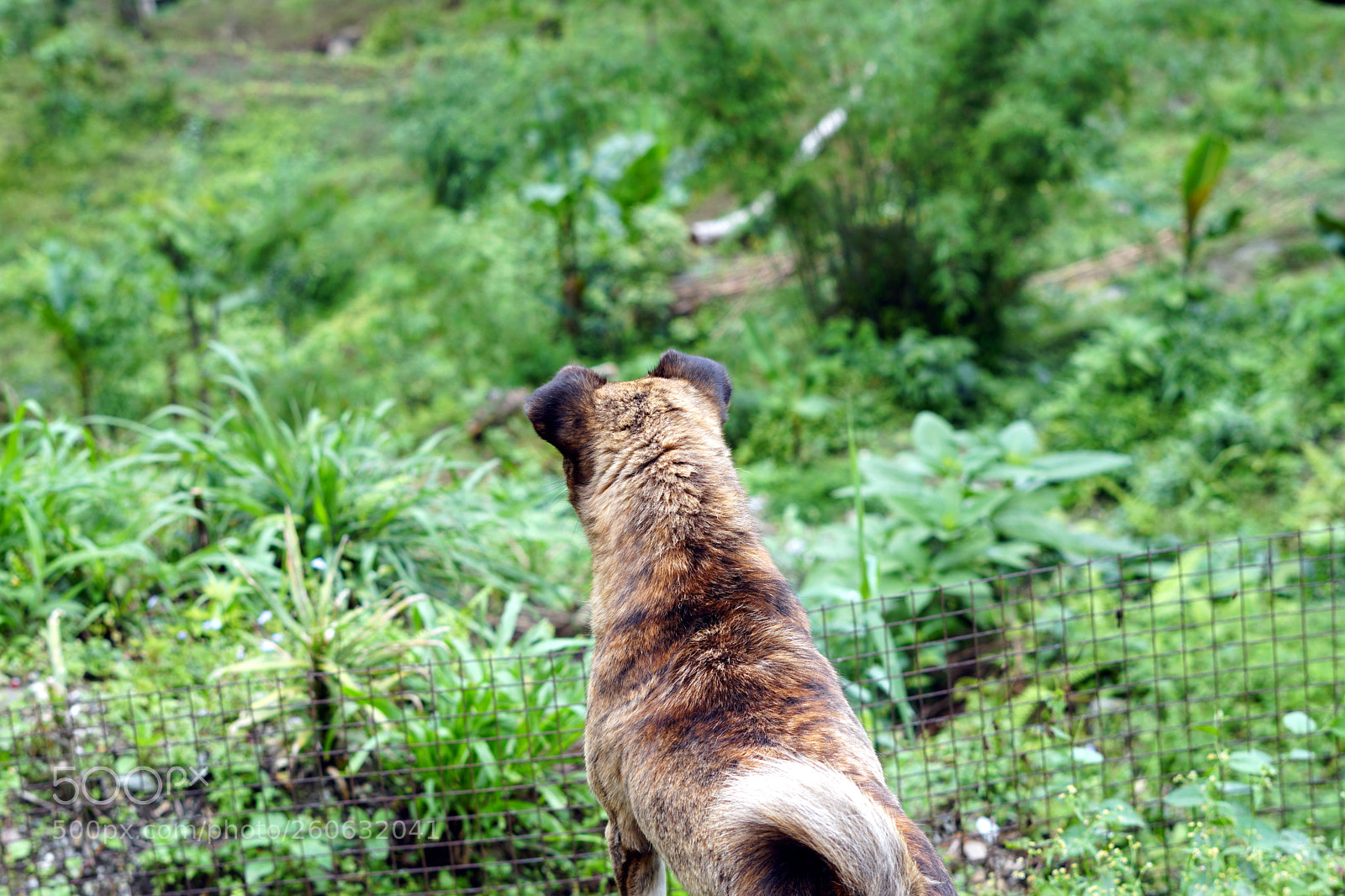 Sony a6500 sample photo. Dog photography