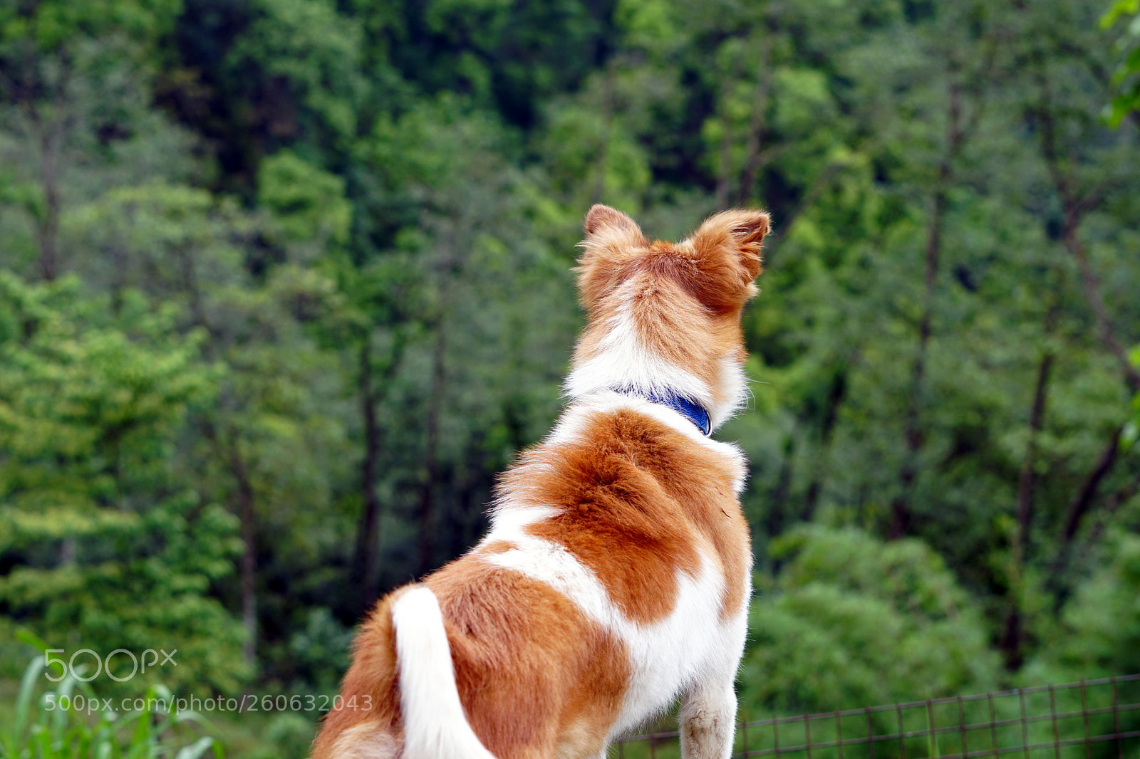 Sony a6500 sample photo. Puppy photography