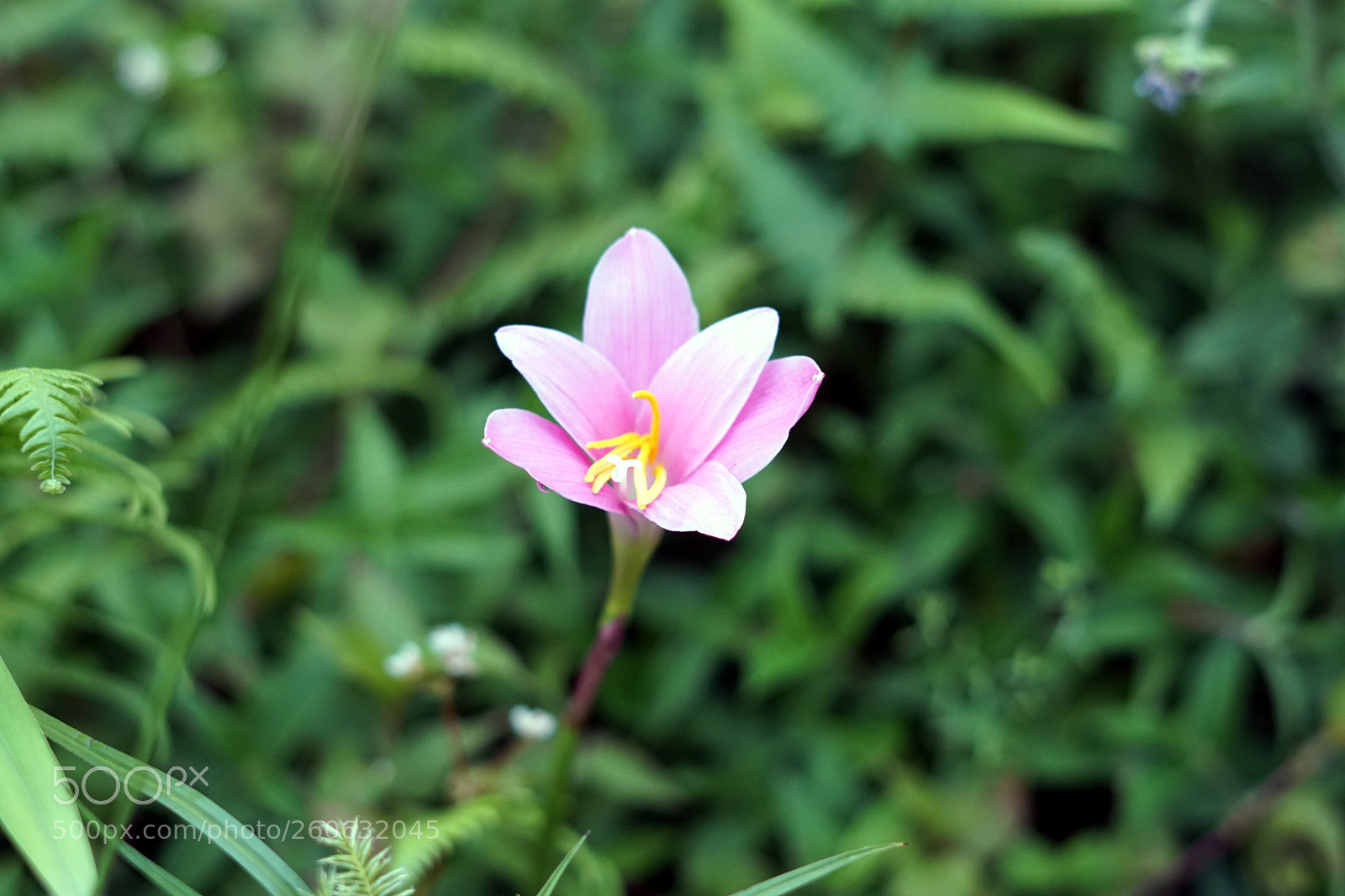 Sony a6500 sample photo. Daisy photography