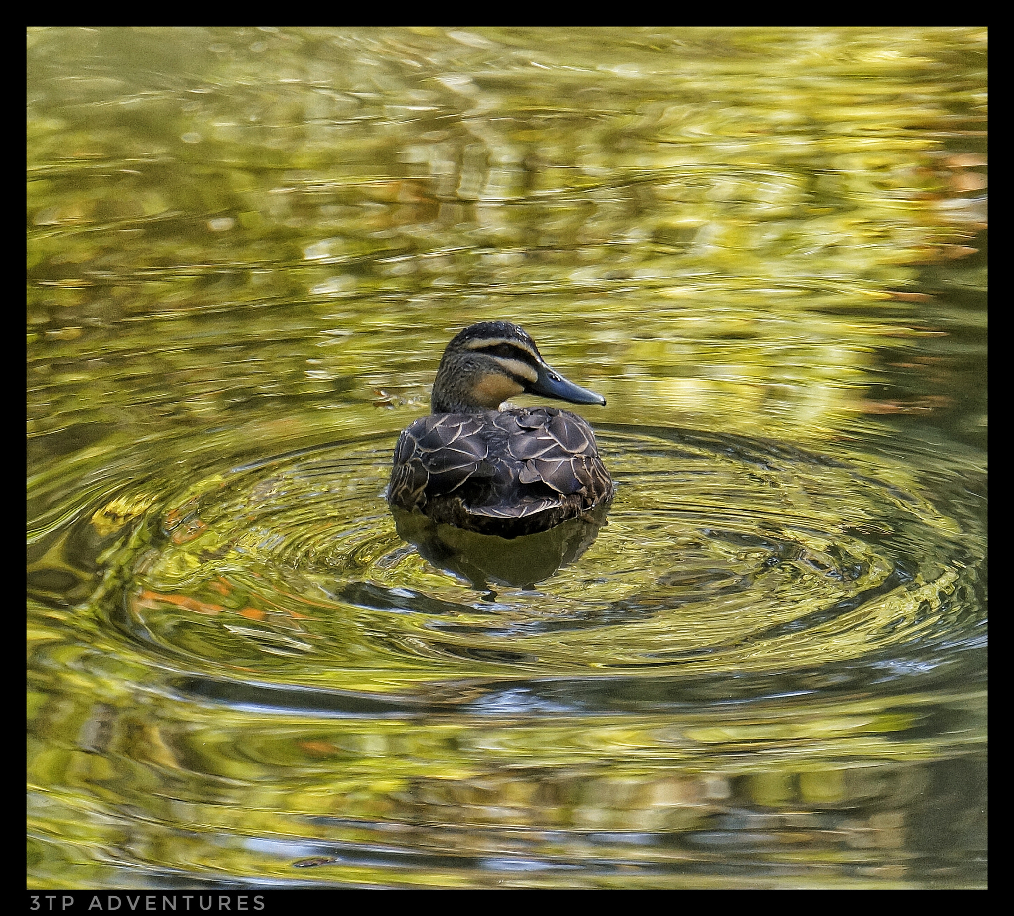 Sony Alpha NEX-5N sample photo
