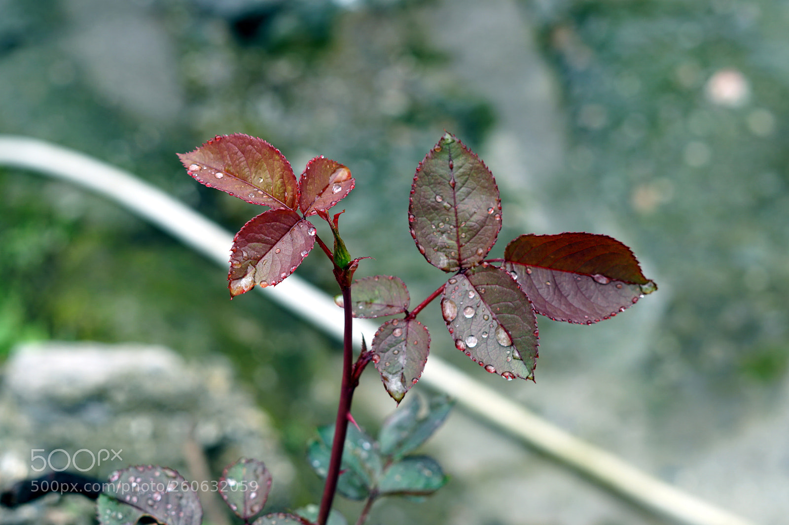 Sony a6500 sample photo. Red rose leaf photography