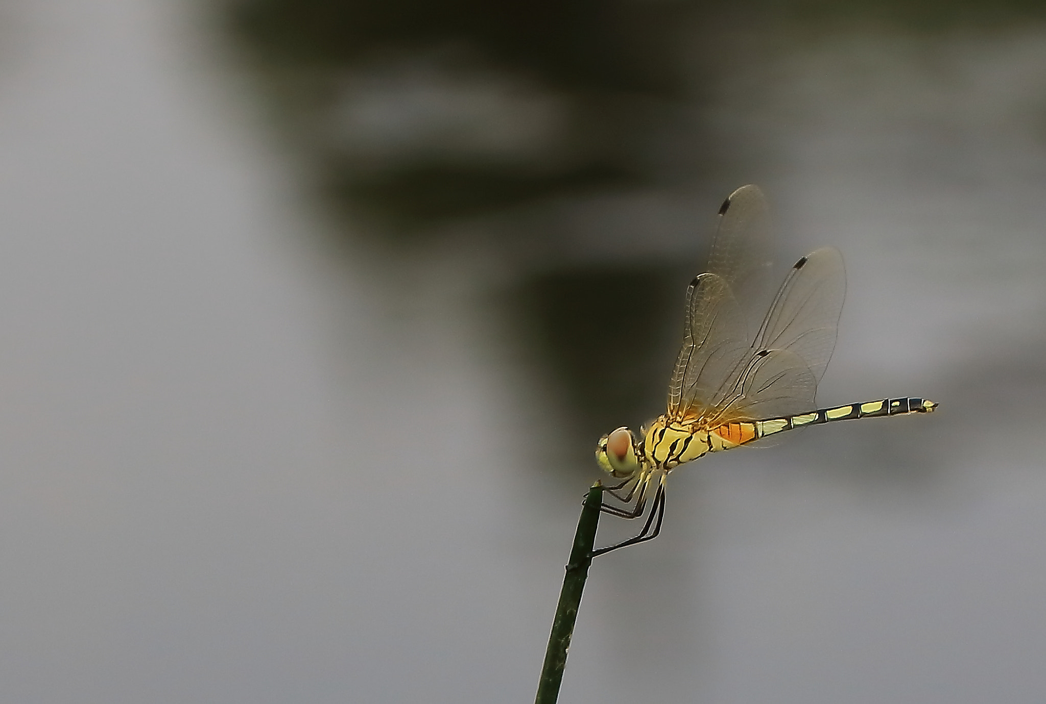Canon EF 100mm F2.8L Macro IS USM sample photo. Wings photography