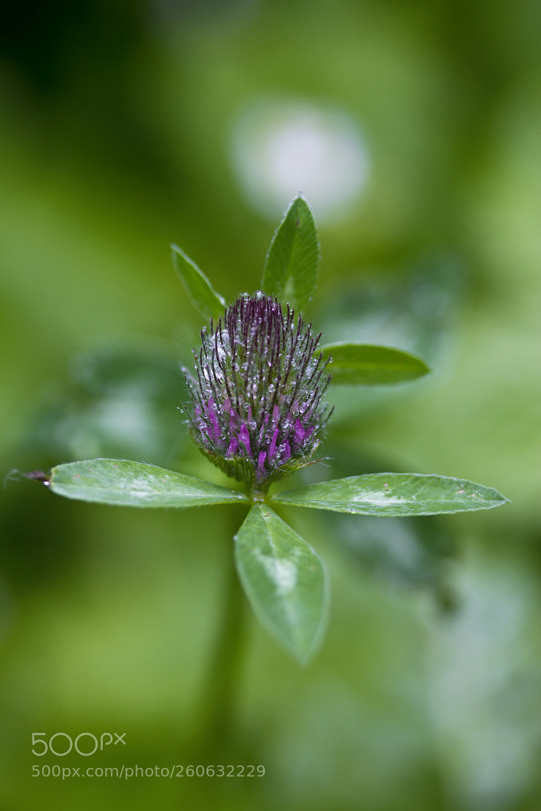 Canon EOS 60D sample photo. Wiesenklee (trifolium pratense) photography