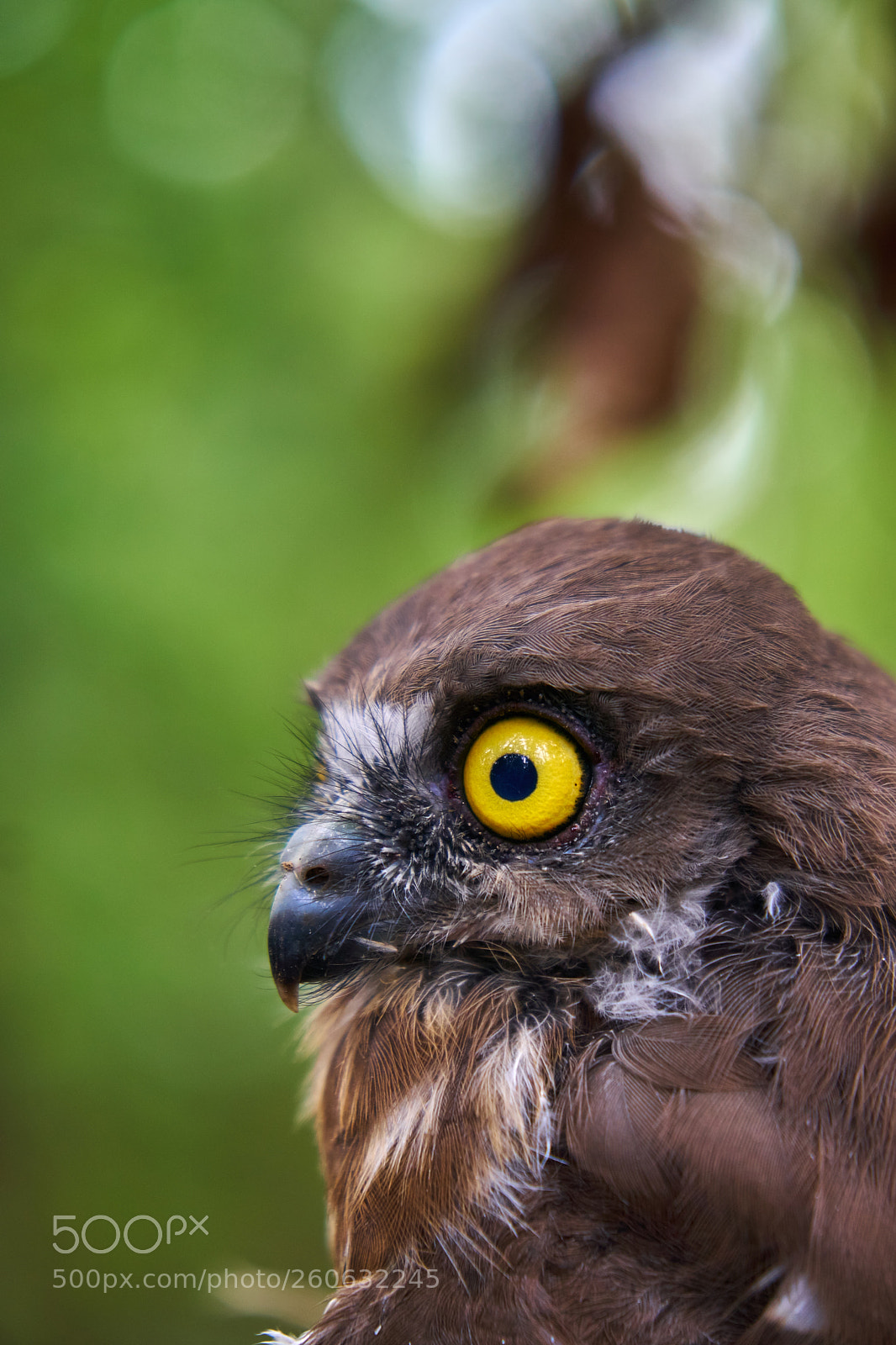 Sony a6300 sample photo. Wild baby owl photography