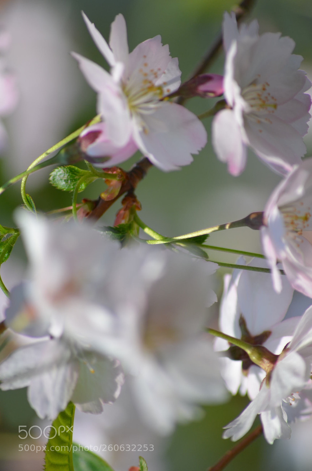 Nikon D5100 sample photo. White flowers photography