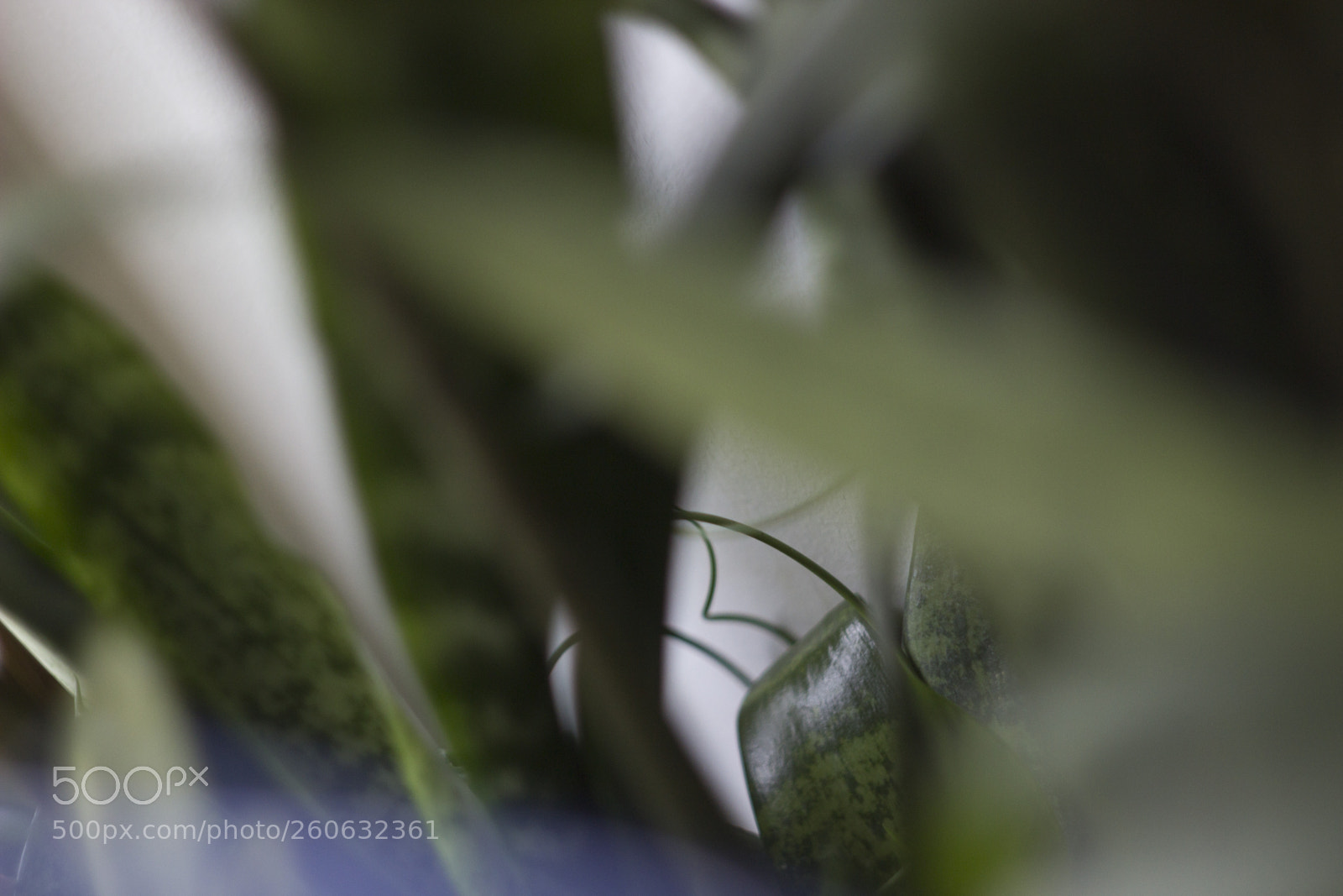 Canon EOS 600D (Rebel EOS T3i / EOS Kiss X5) sample photo. Curvy nature photography