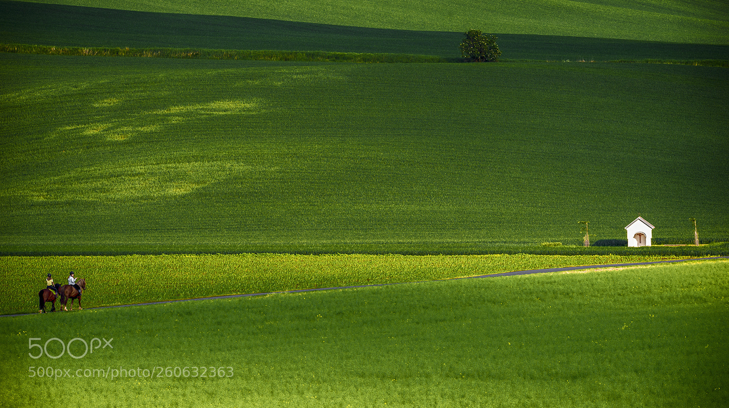 Nikon D610 sample photo. On horseback down the photography