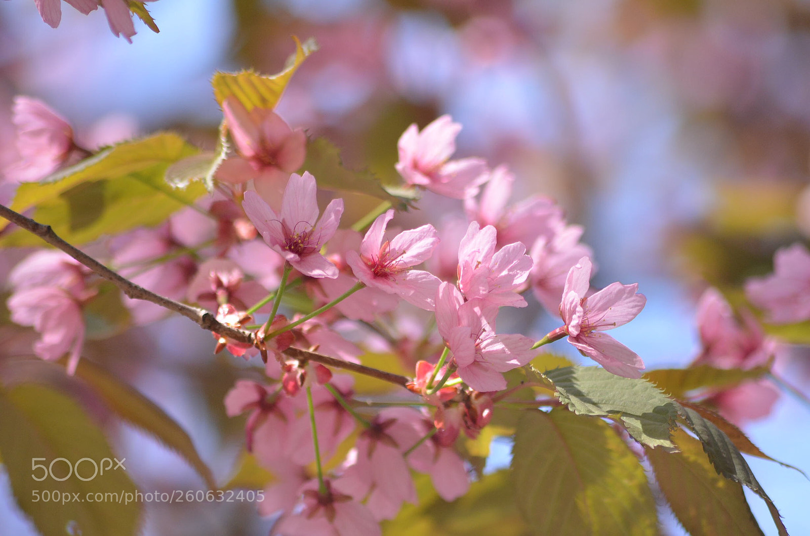 Nikon D5100 sample photo. Untitled photography