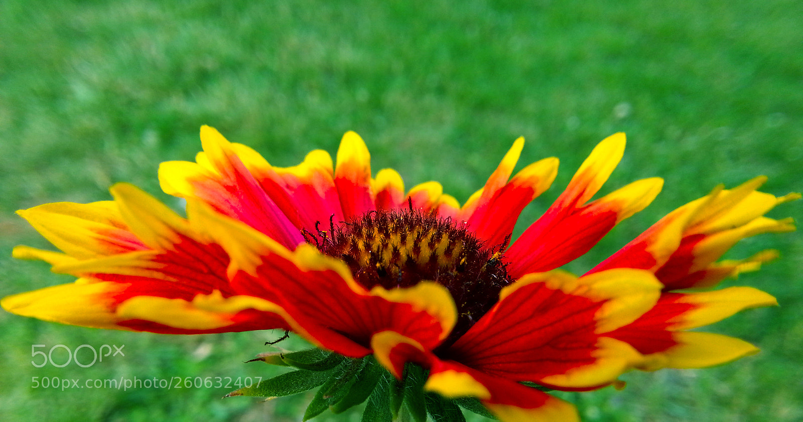 Samsung Galaxy Note2 sample photo. Flower photography