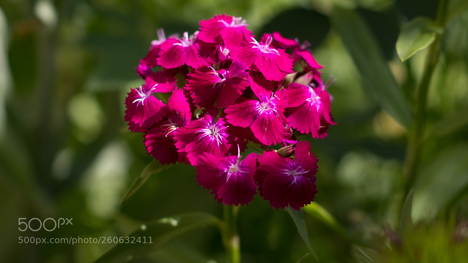 Canon EOS 77D (EOS 9000D / EOS 770D) sample photo. Fleur photography