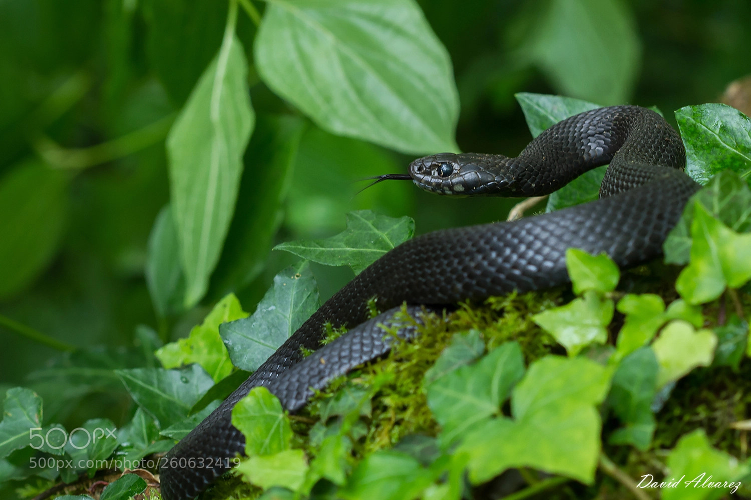 Canon EOS 7D sample photo. Melanic snake photography