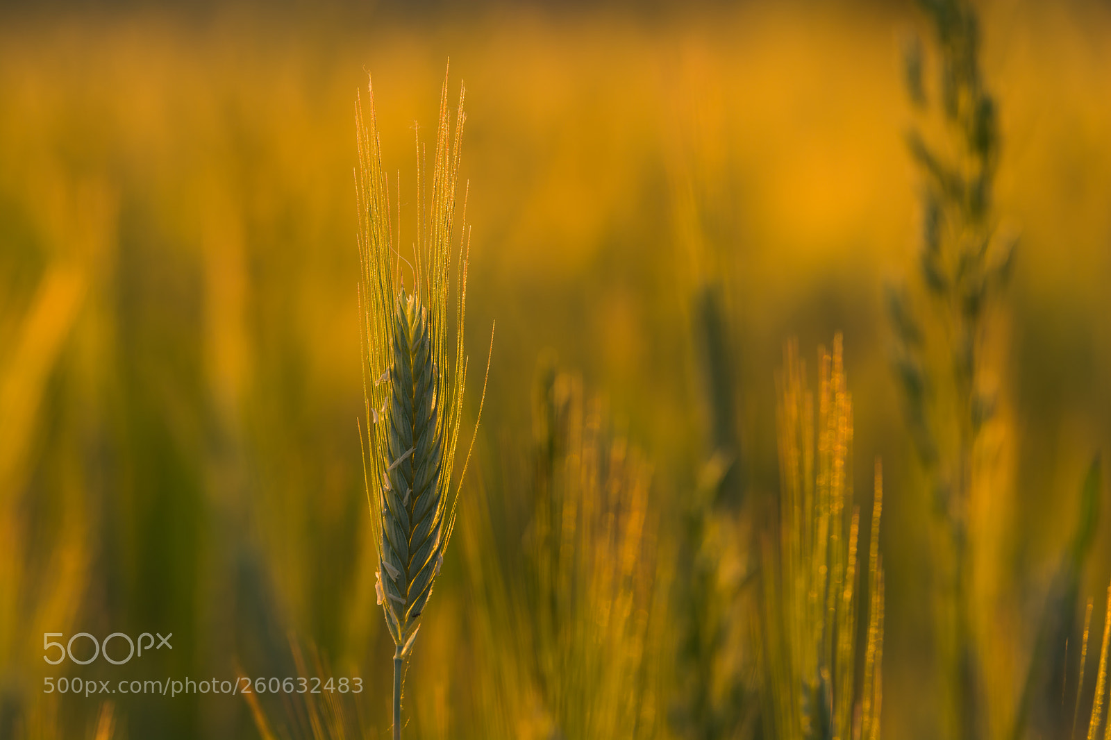 Nikon D7100 sample photo. Spring corn photography