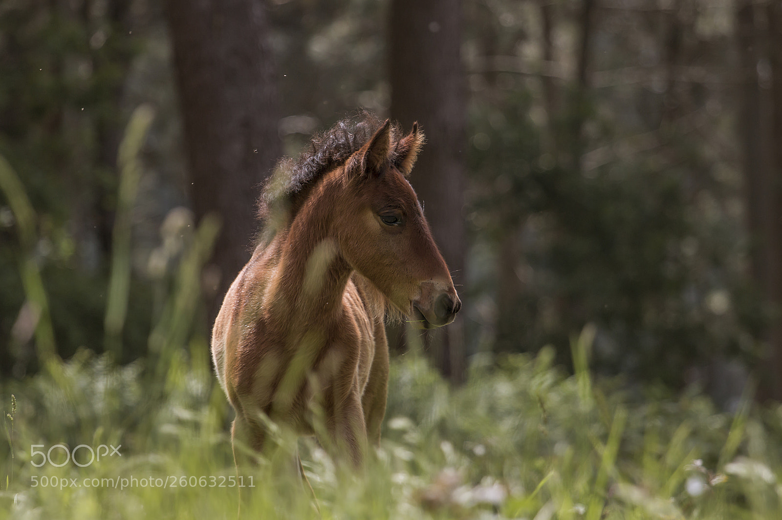 Canon EOS 70D sample photo. Potrillo photography