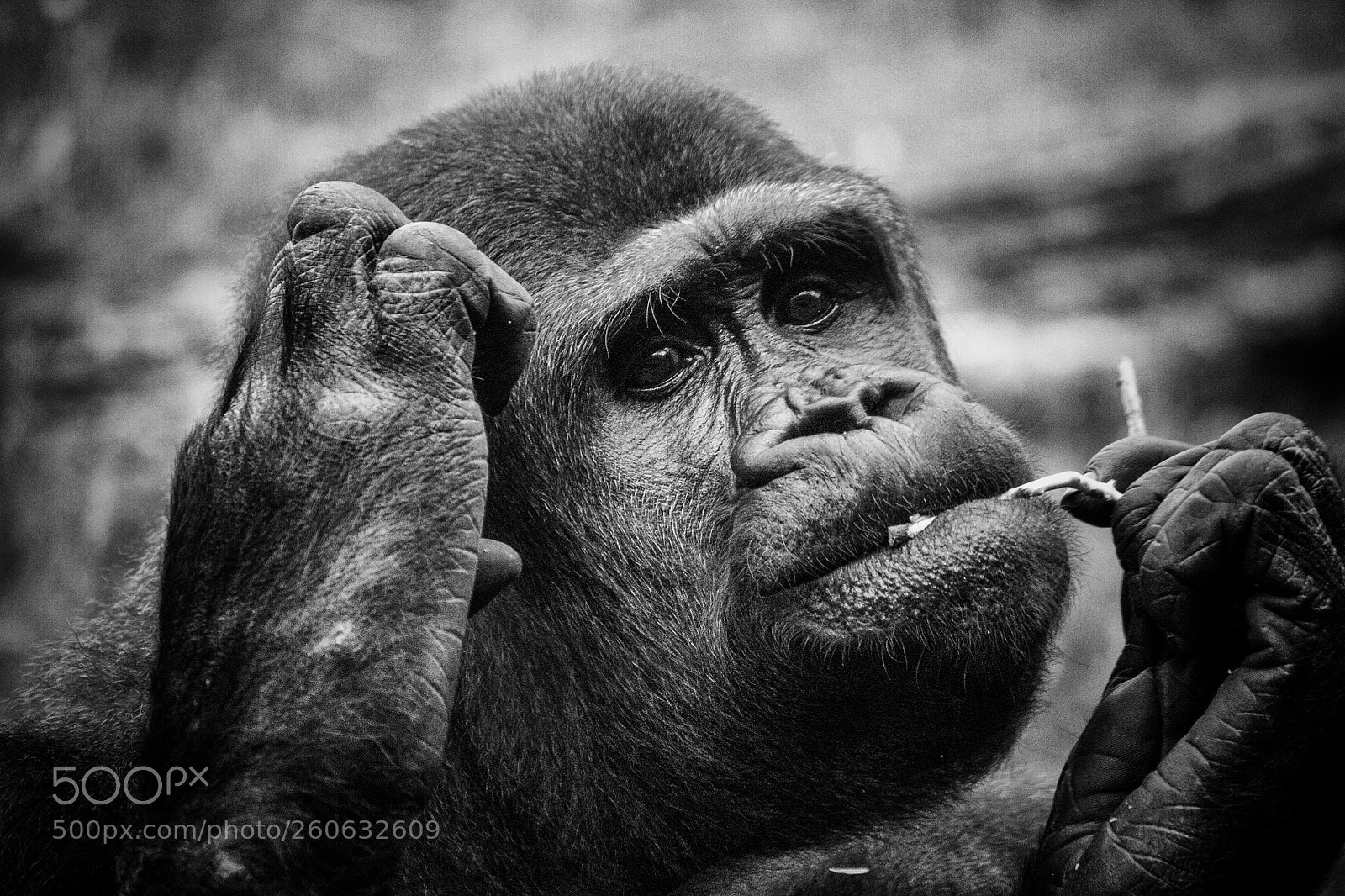Canon EOS 70D sample photo. The thinker photography