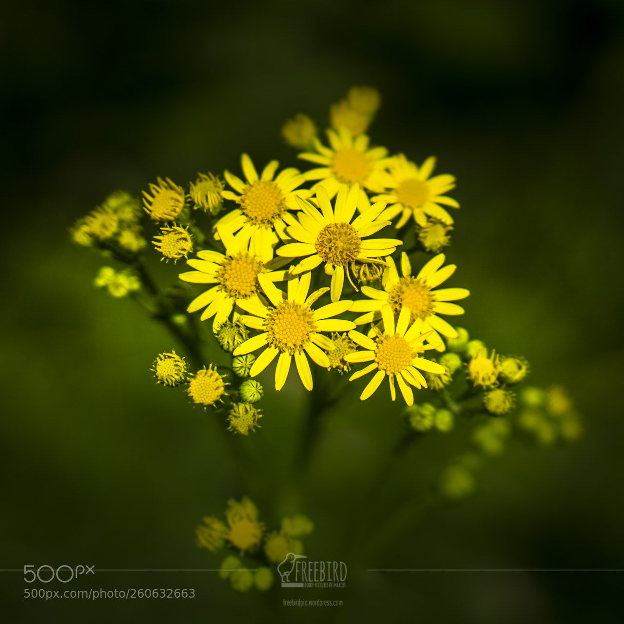 Sony a6000 sample photo. Yellow flower-bouquet photography