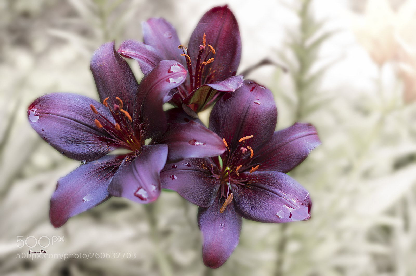 Pentax K-3 sample photo. Black lily photography
