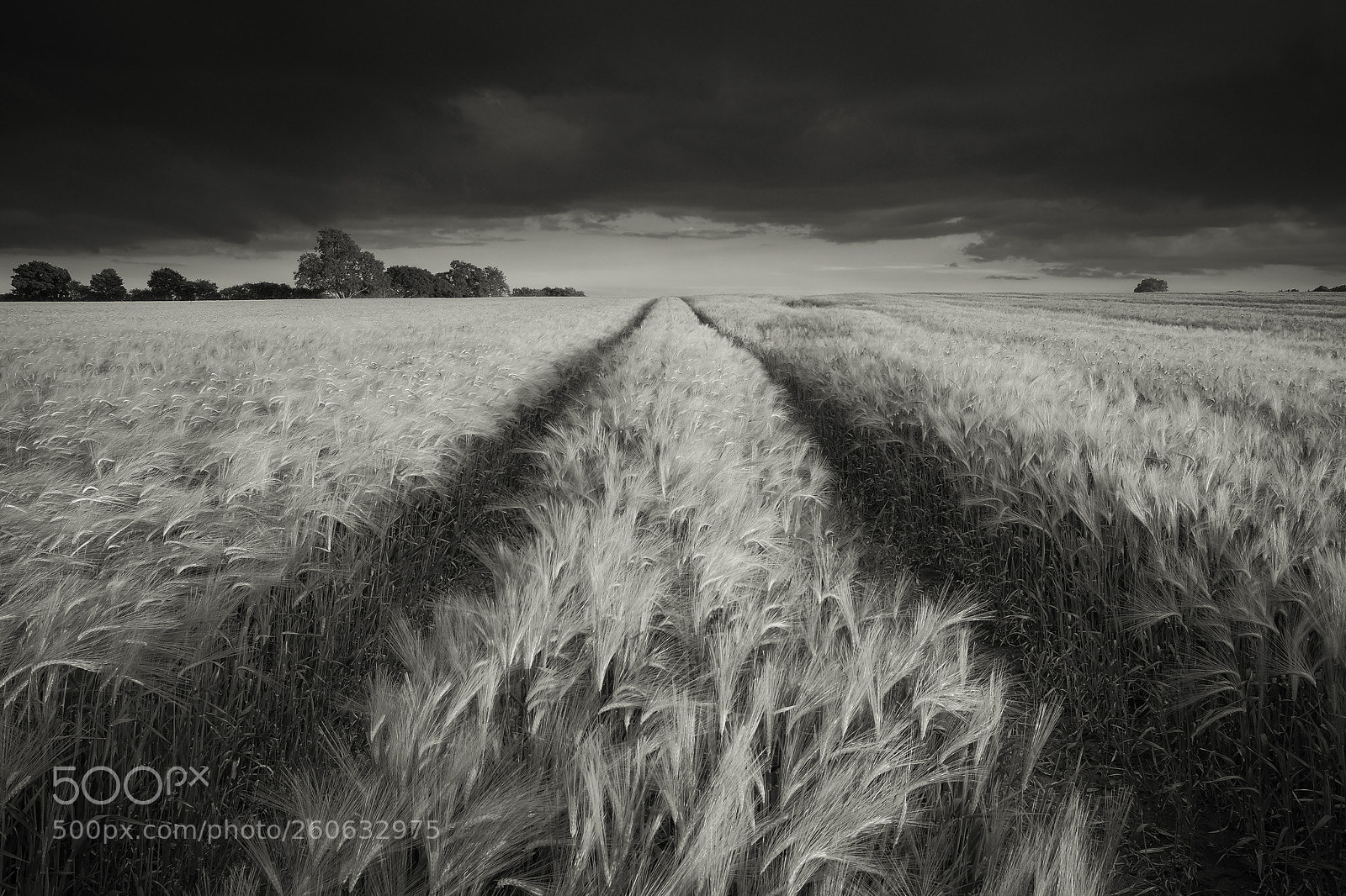 Fujifilm X-T1 sample photo. Barley photography