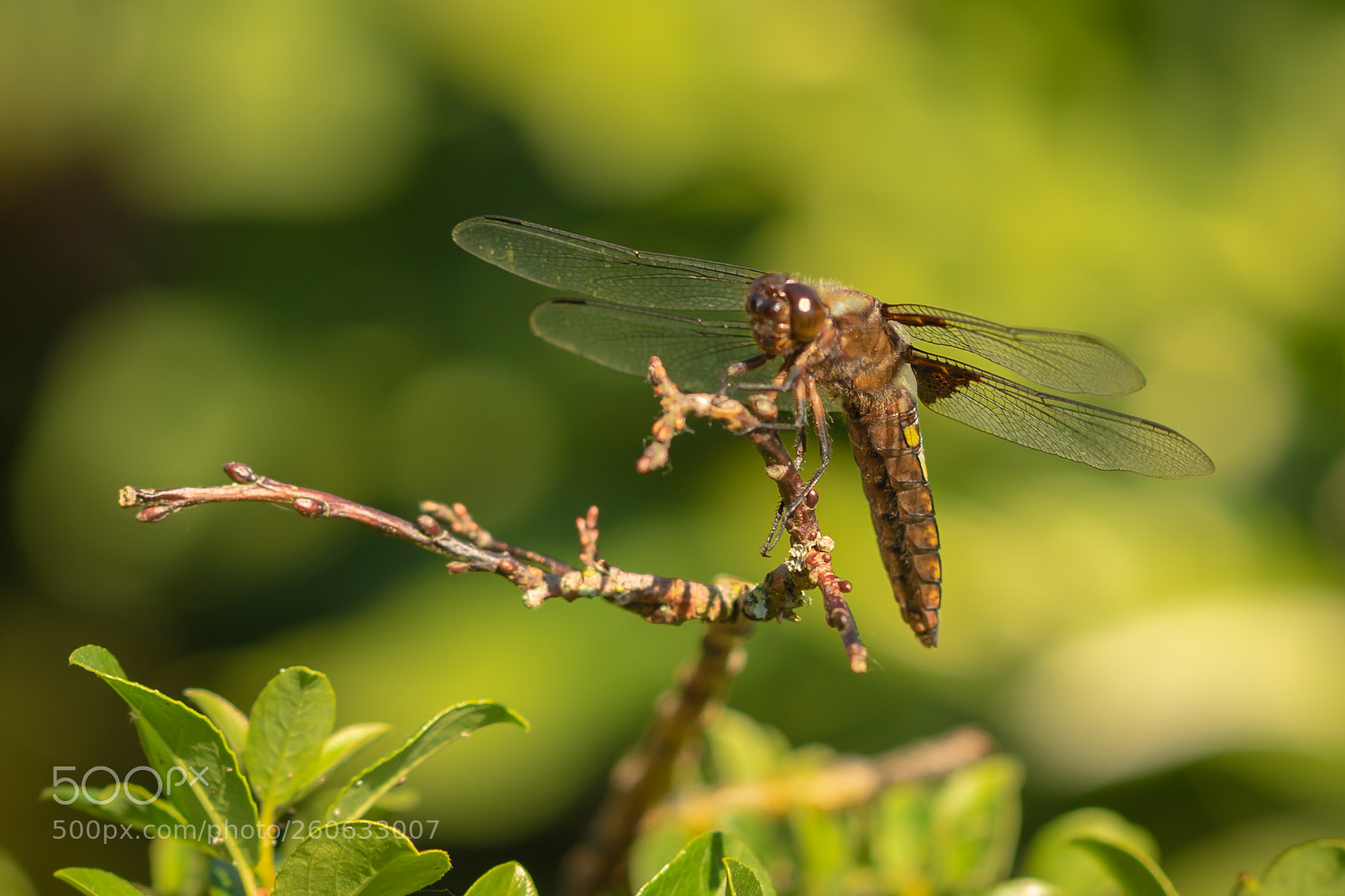 Sony a7 II sample photo. Dragonfly photography