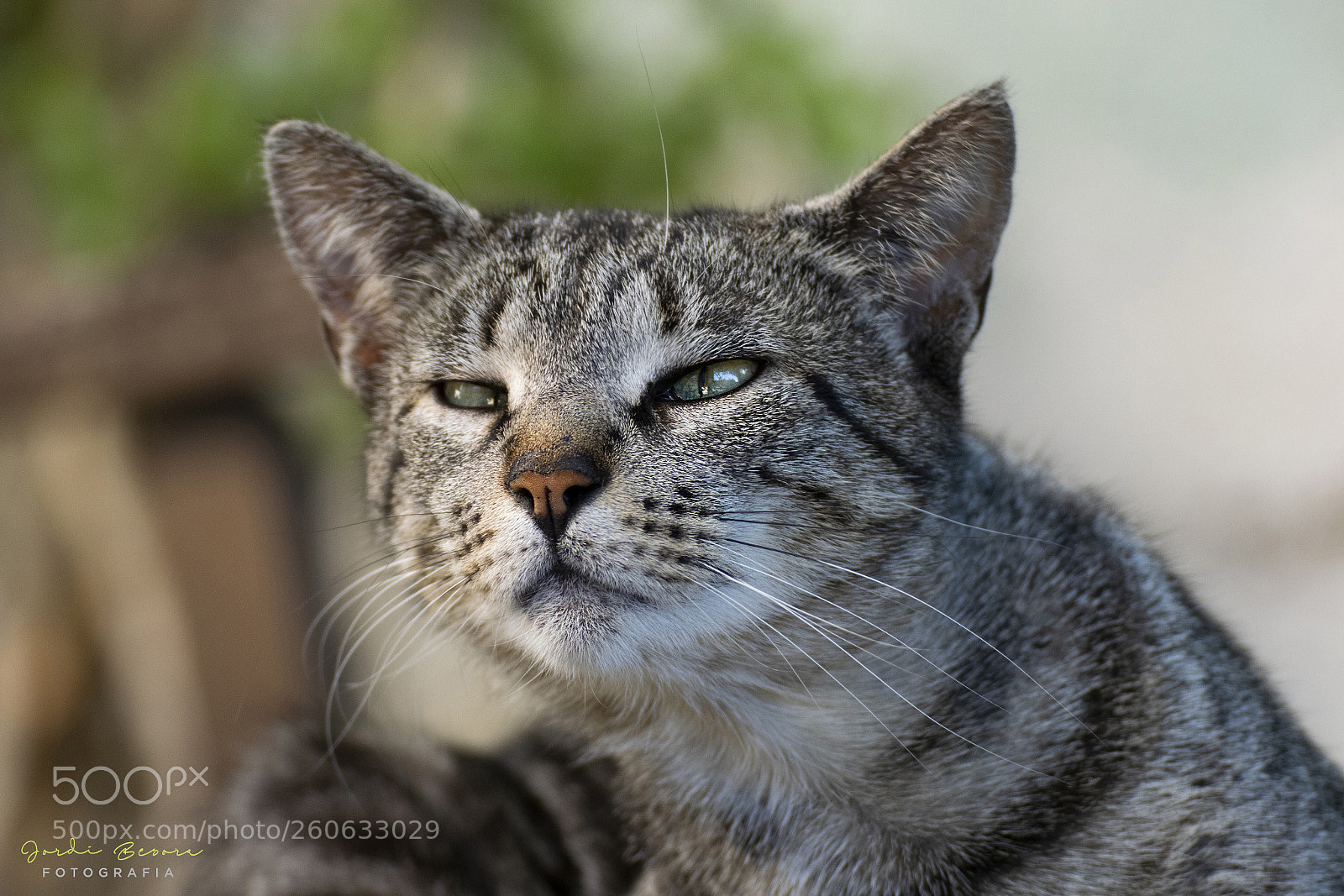 Nikon D5300 sample photo. Cat photography